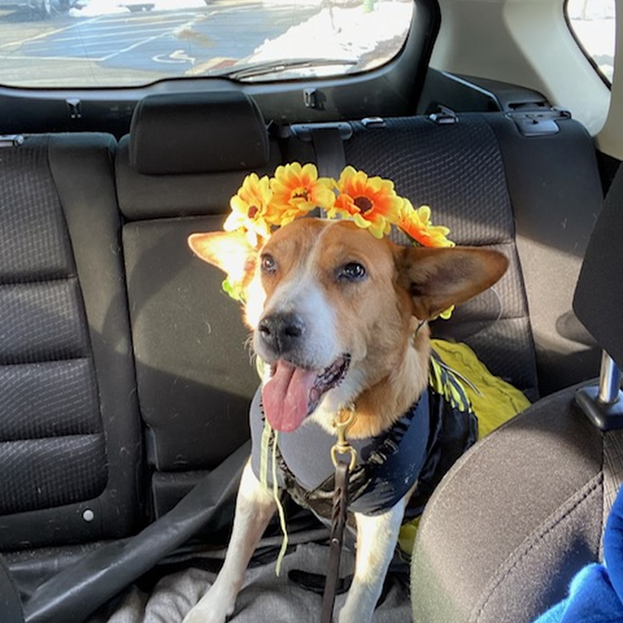 Advanced Veterinary Care Farmington