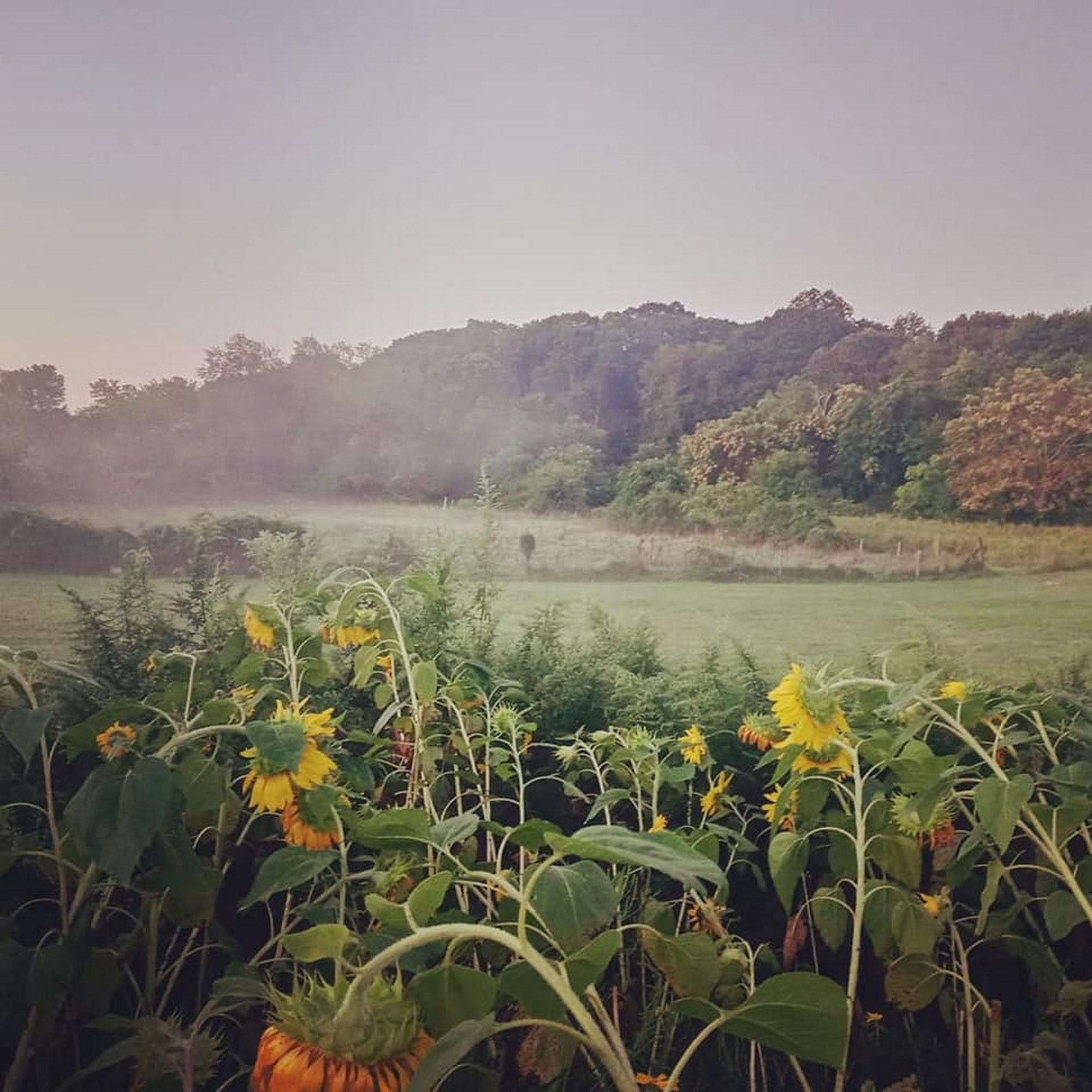 Sweet Hill Farm Gales Ferry