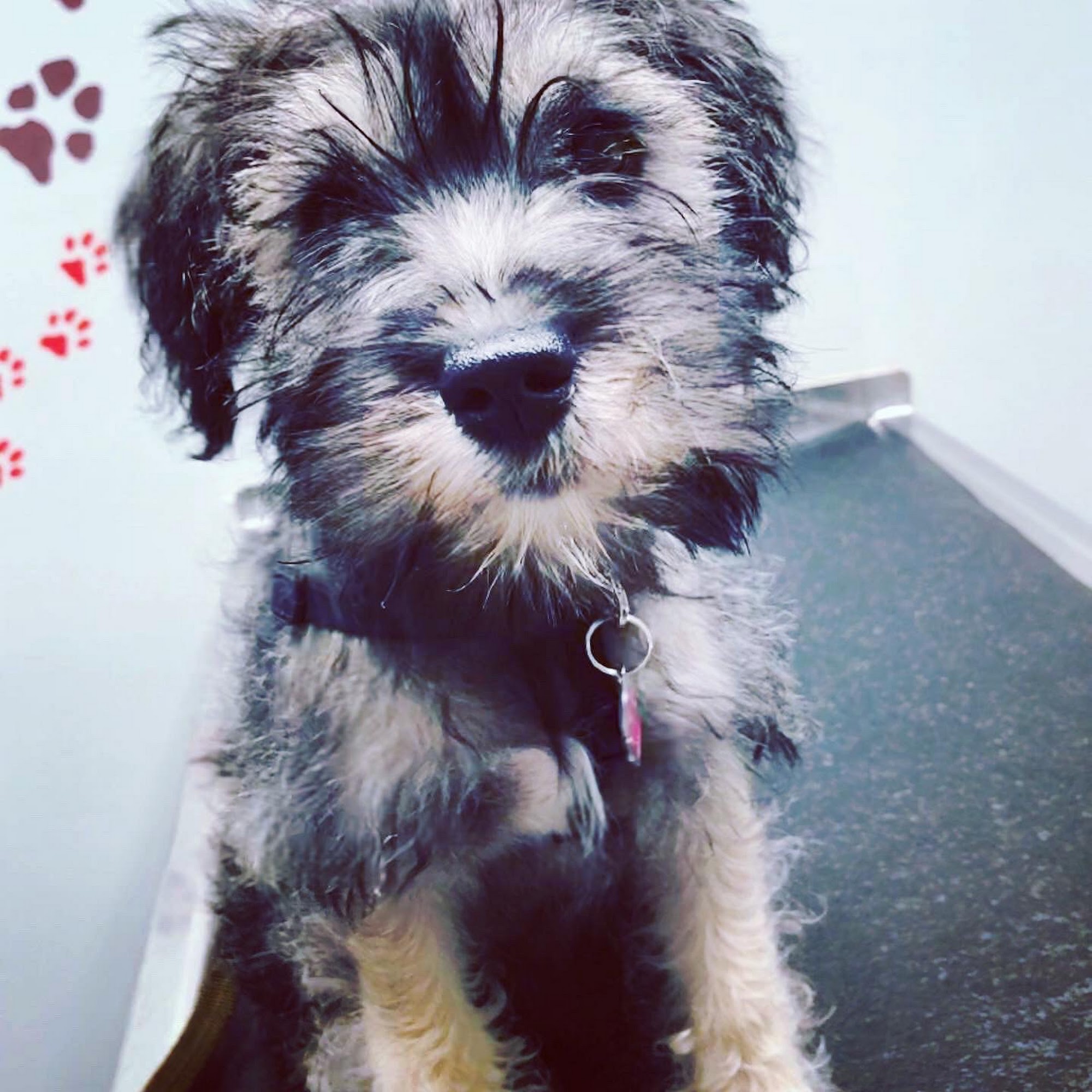 Glastonbury Animal Hospital Glastonbury