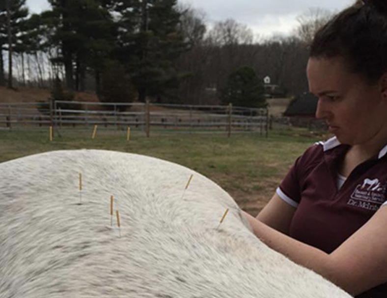 Beckett & Associates Veterinary Services Glastonbury