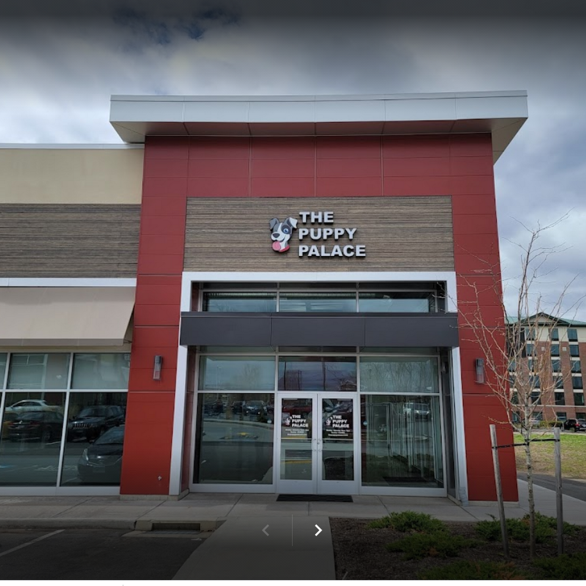 The Puppy Palace Glastonbury