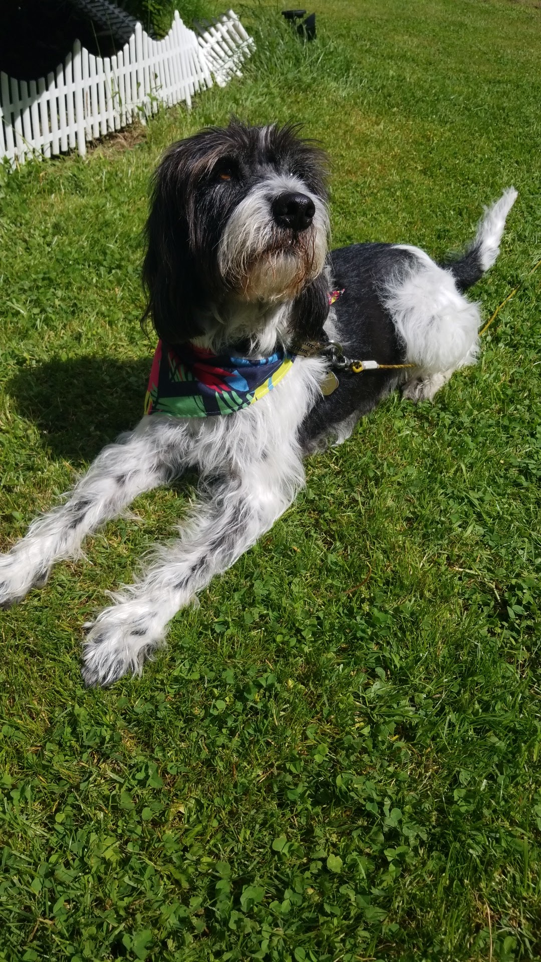 Canine Sports Center Goshen