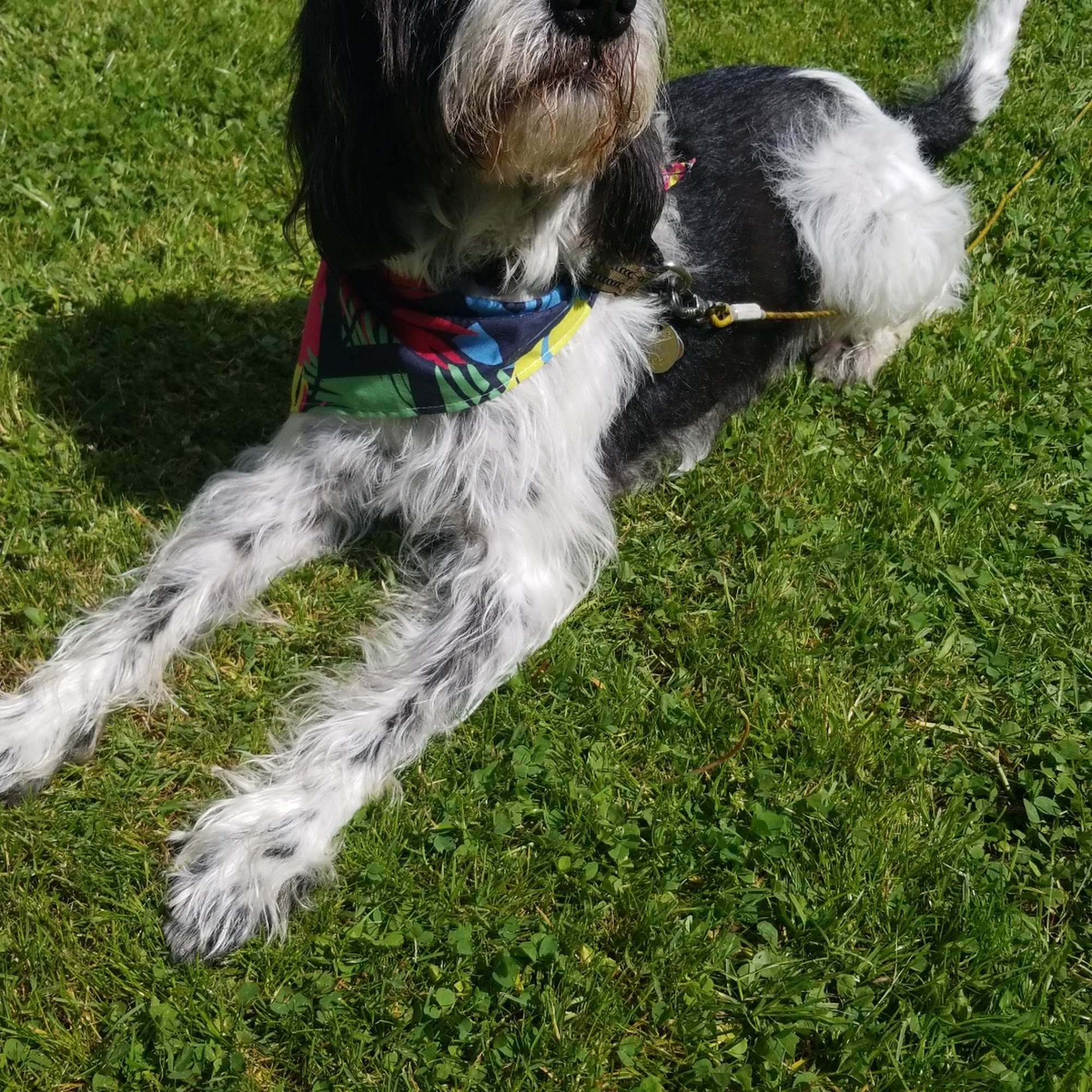 Canine Sports Center Goshen