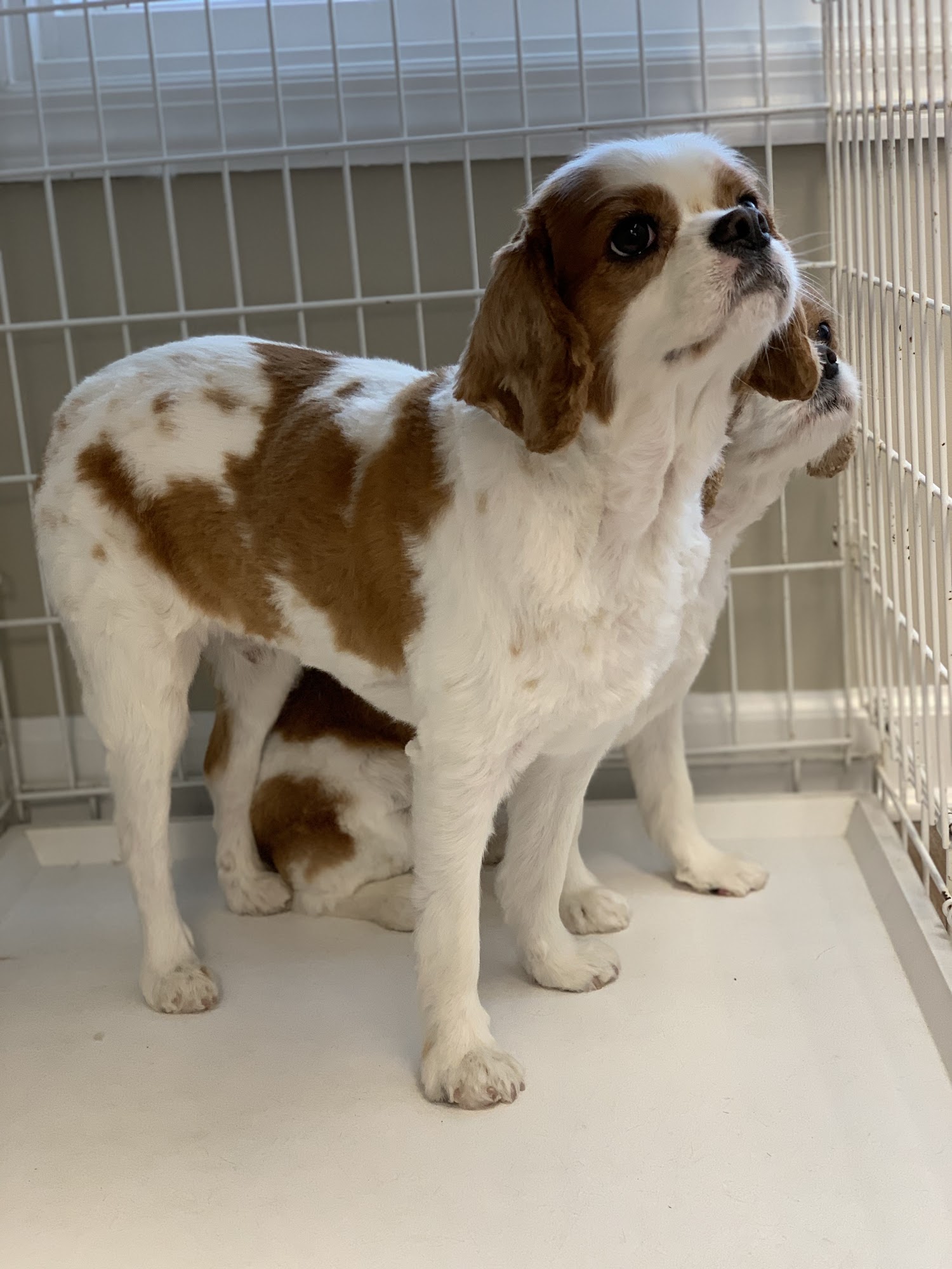 All Fur Paws Greenwich