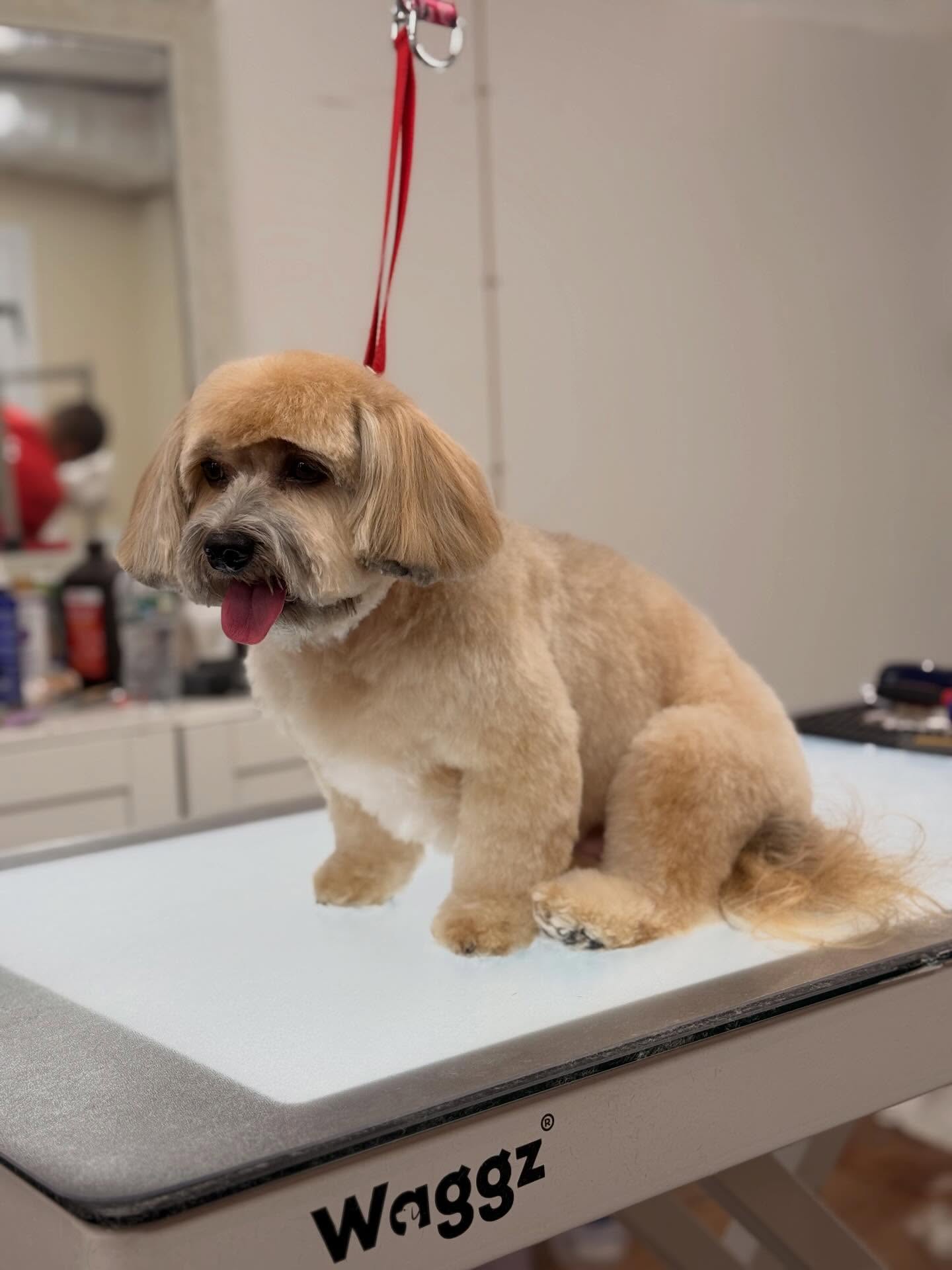 All Fur Paws Greenwich