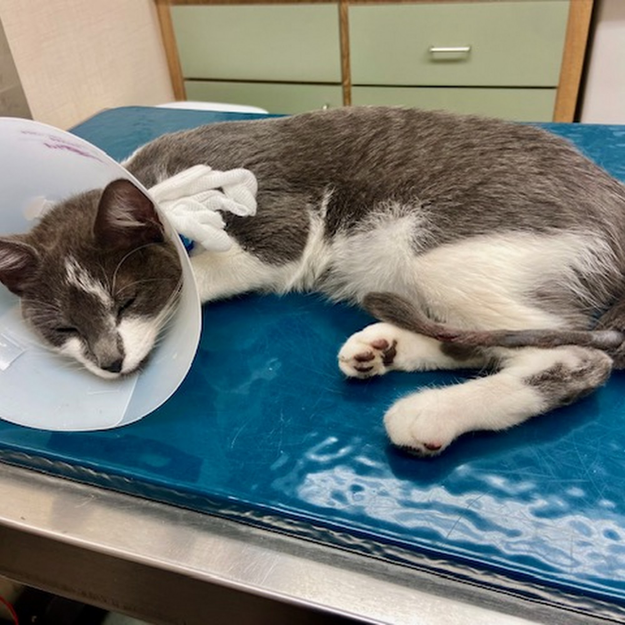 Companion Animal Hospital - CT Groton