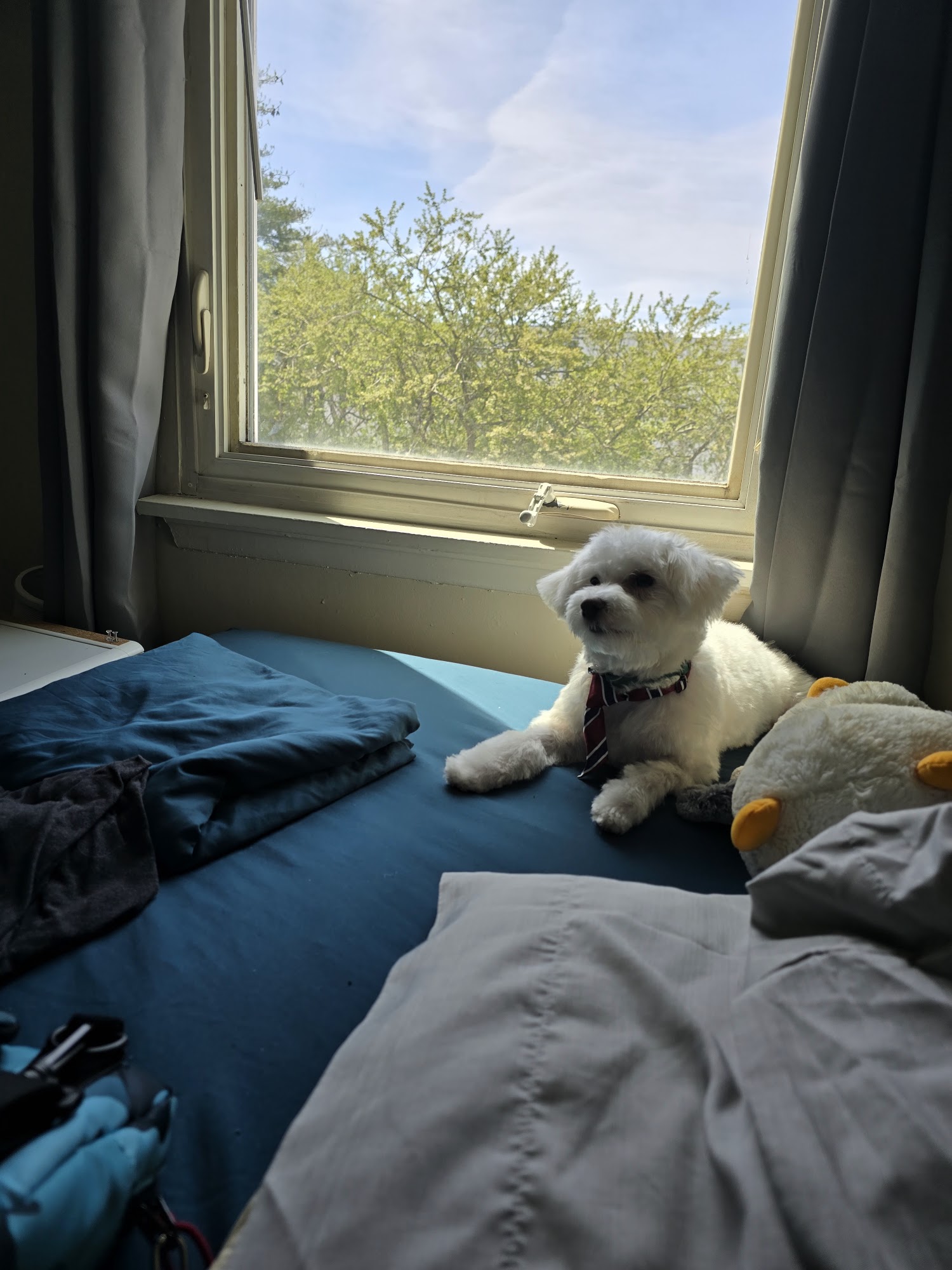 Sharp K-9 Clippers Groton