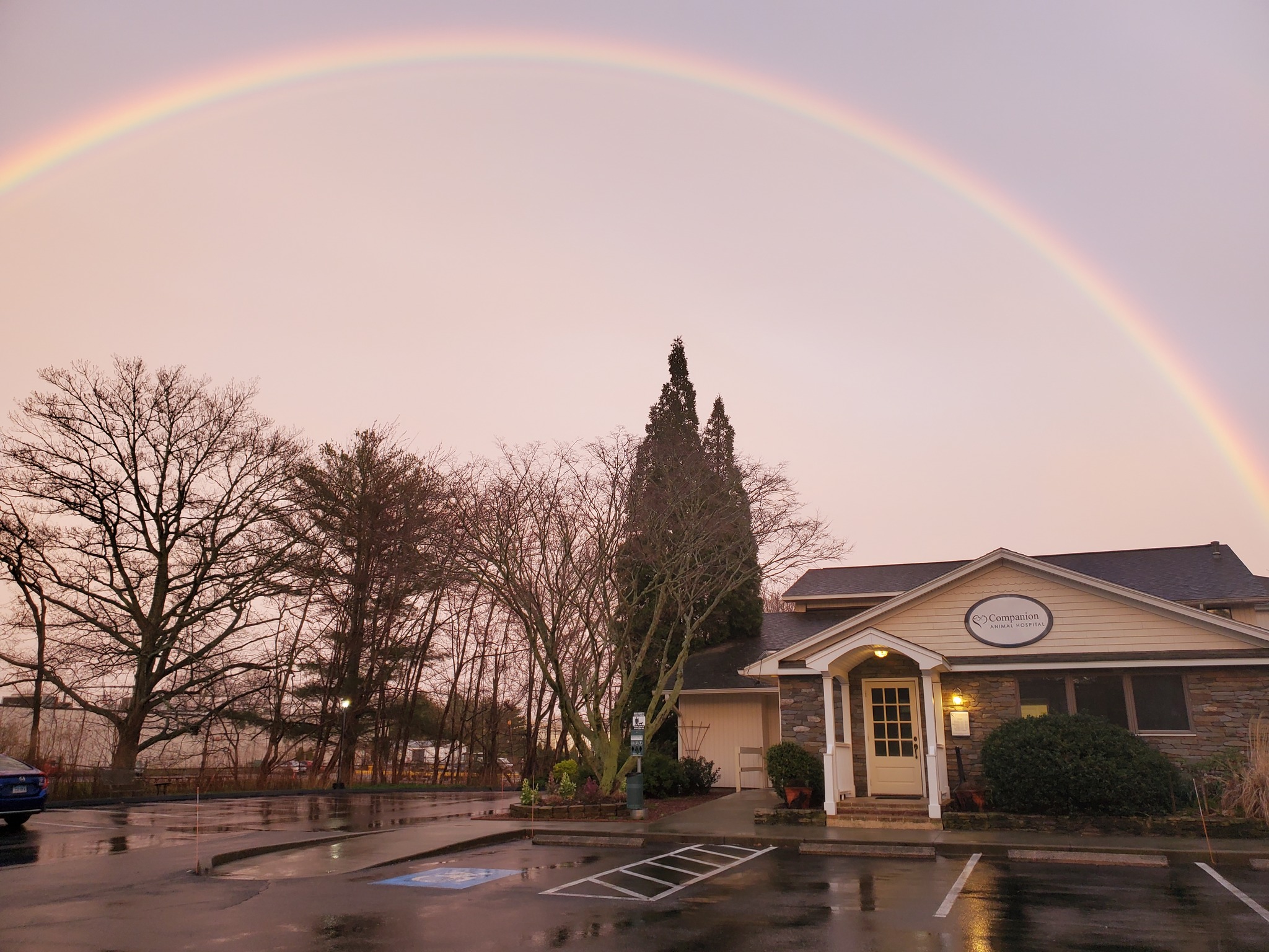 Acupuncture For Animals