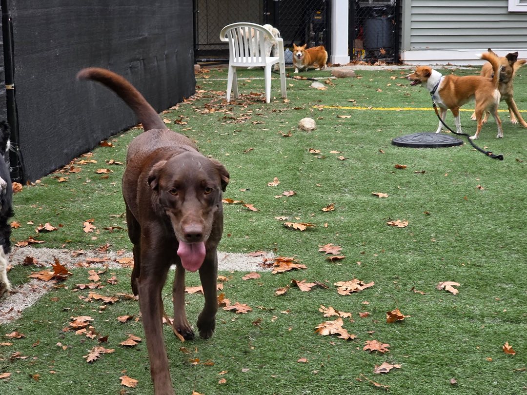 Fun. Play. Bark. Groton