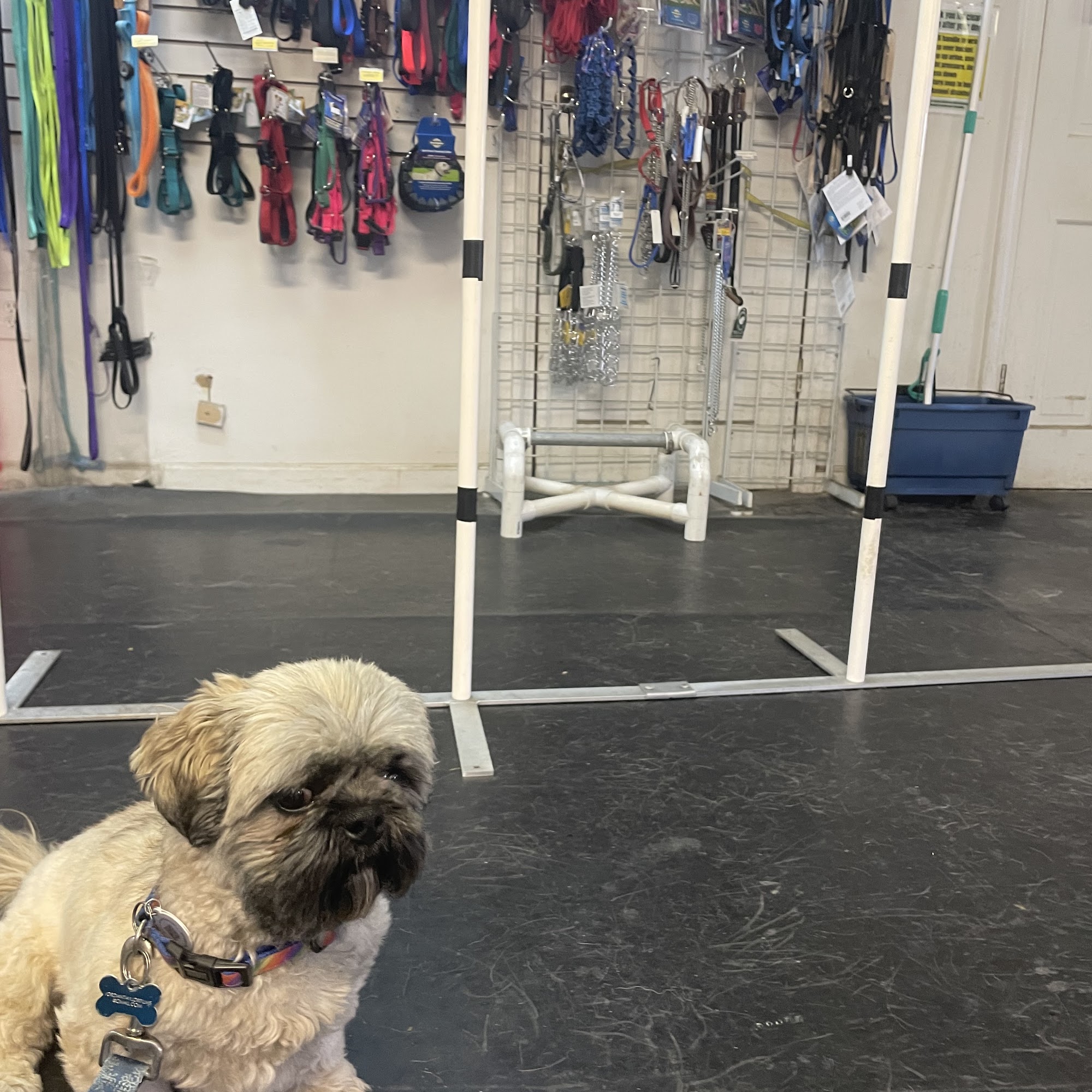 ABC Obedience Dog Training & Pet Supplies, LLC Guilford