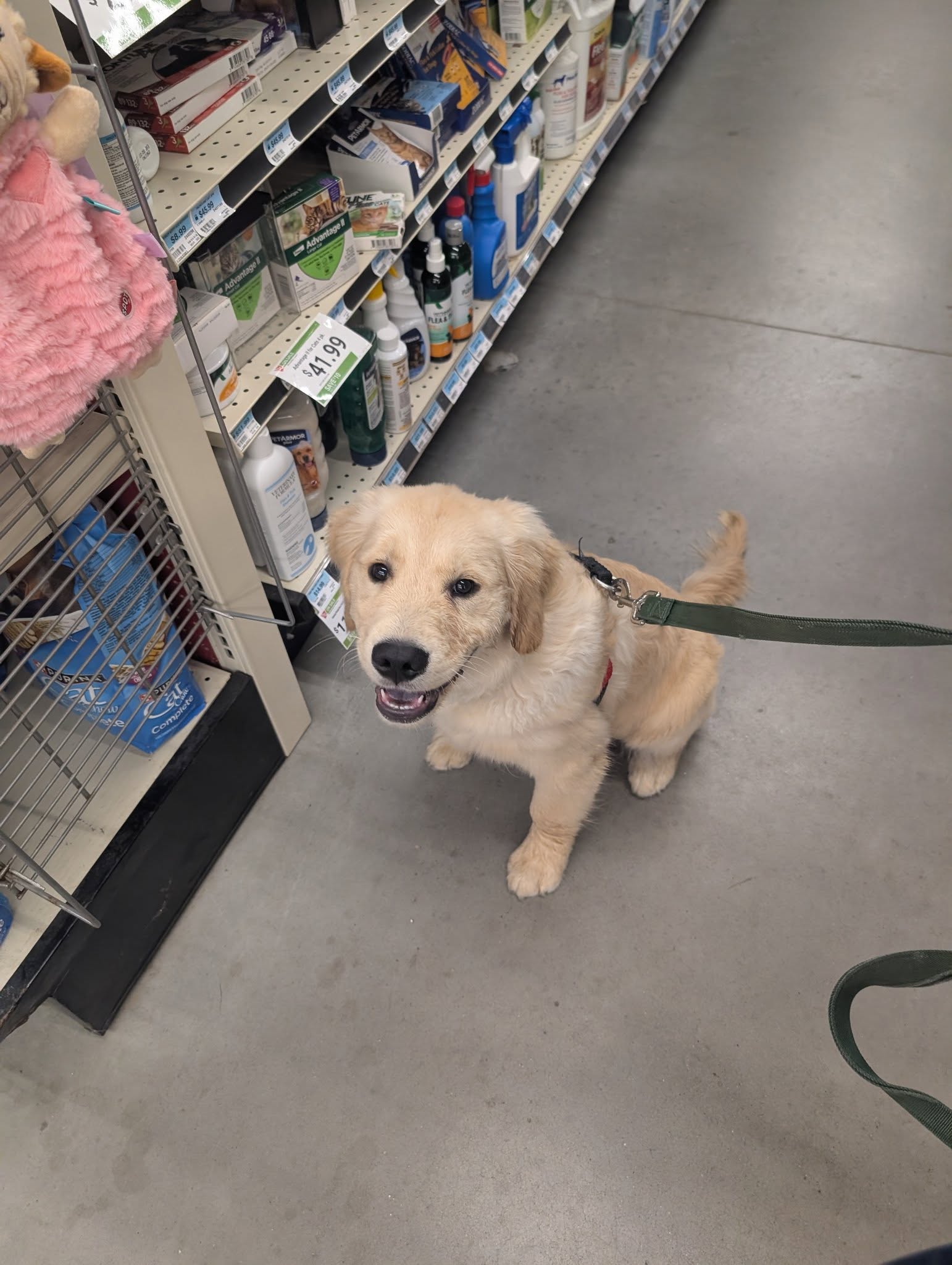 Sandy Paws Dog Training Guilford