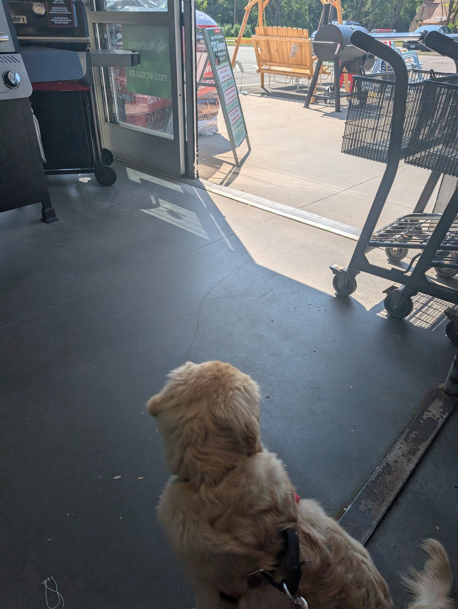 Sandy Paws Dog Training Guilford