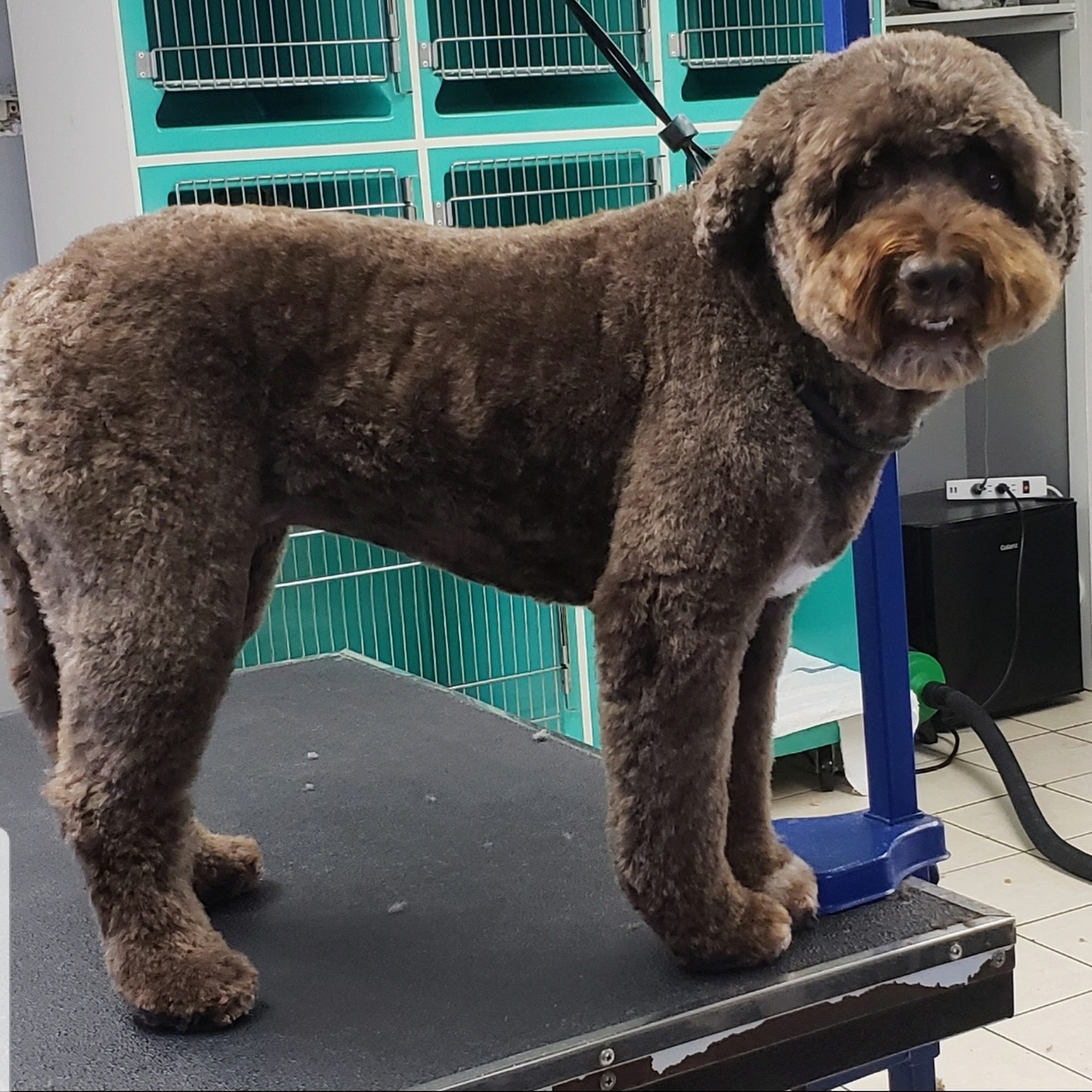 A Hair of the Dog LLC Guilford