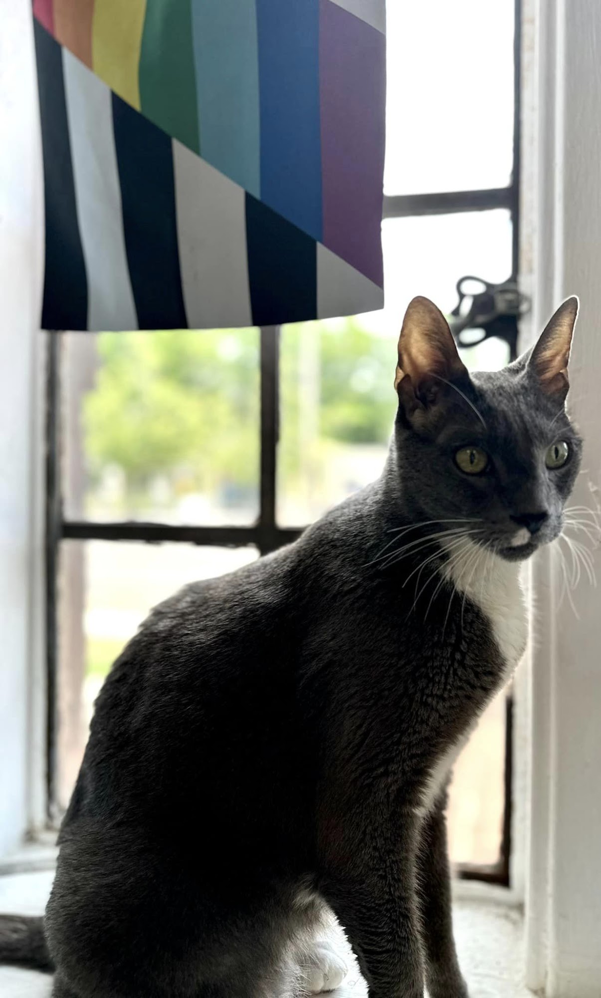 Spring Glen Veterinary Clinic Hamden