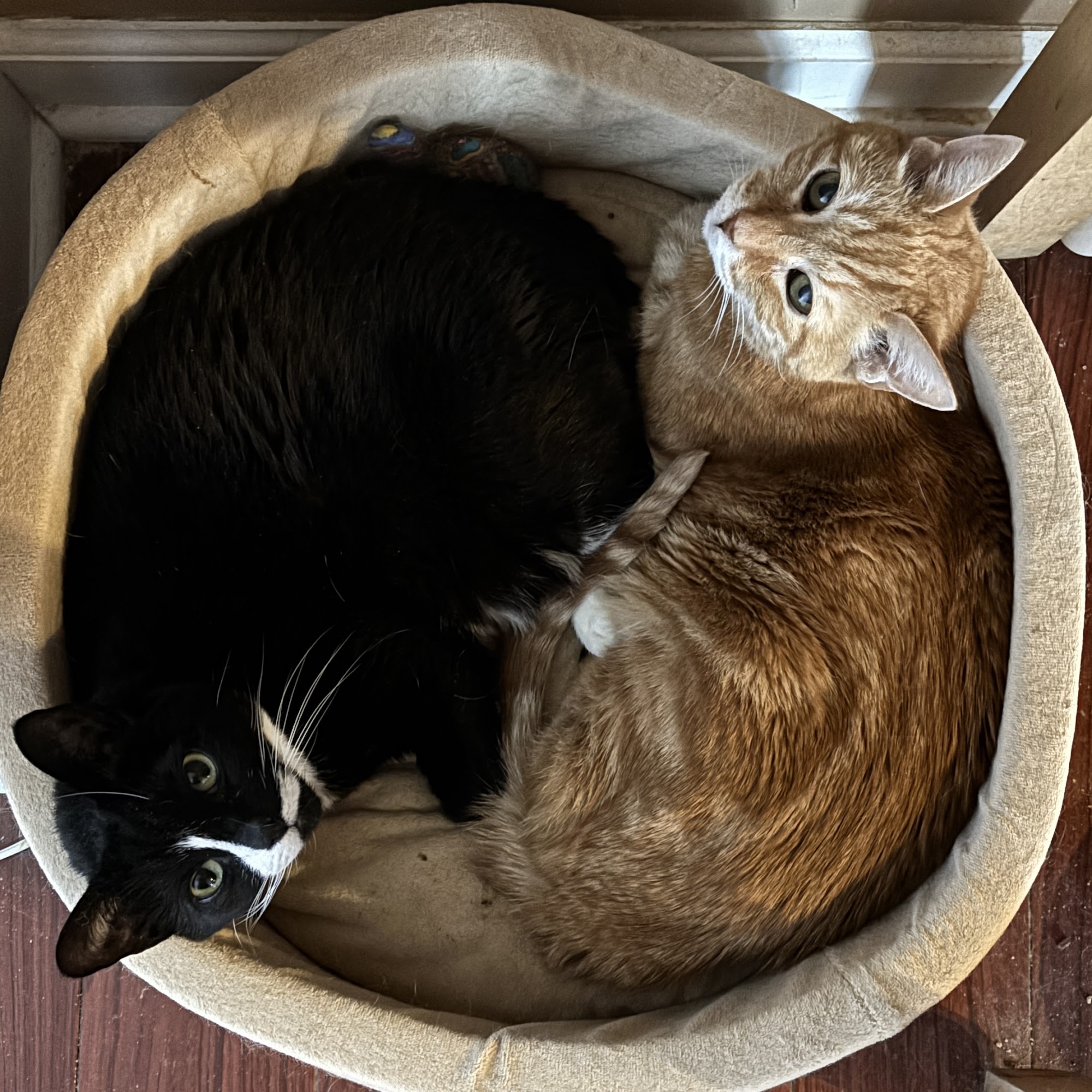 Spring Glen Veterinary Clinic Hamden