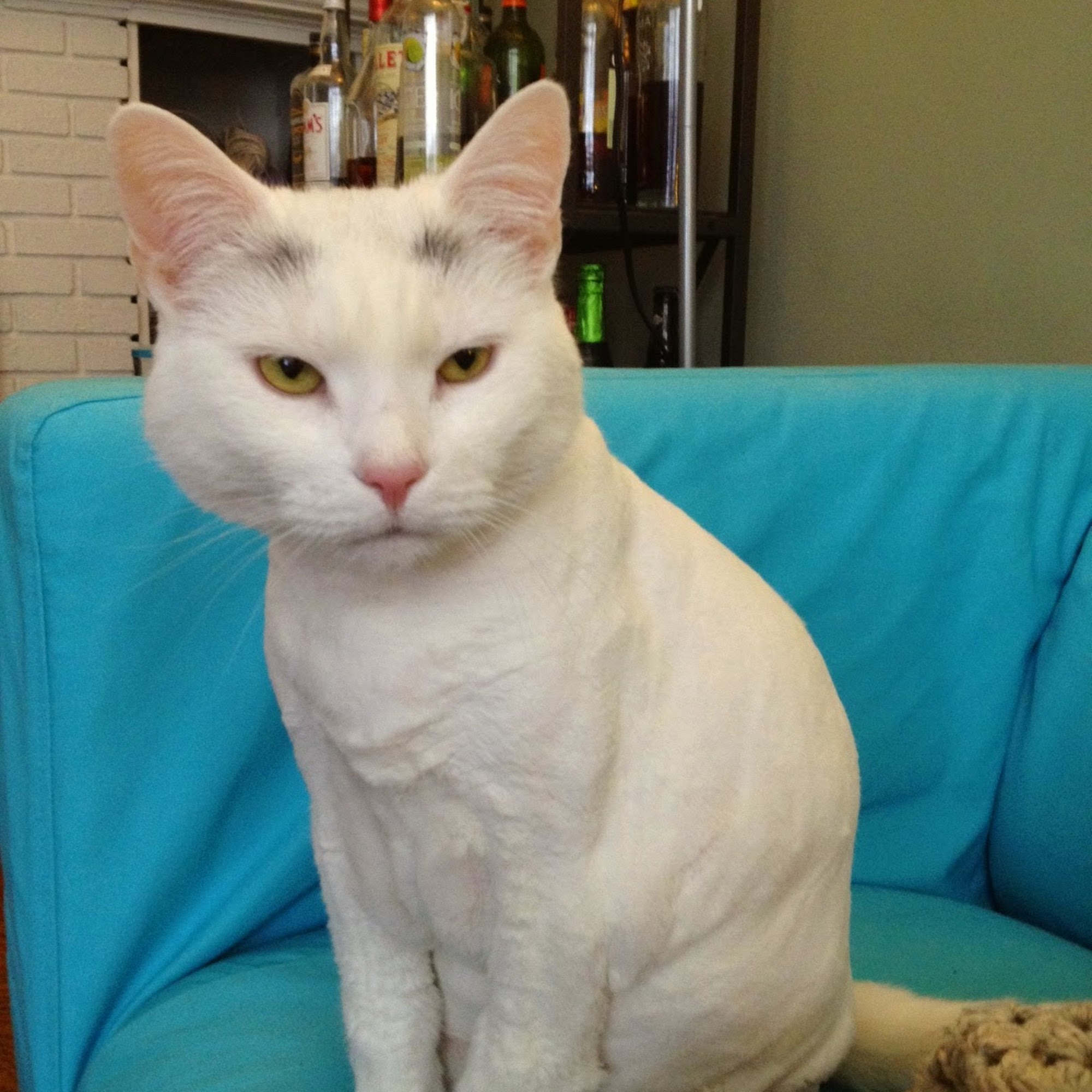 Little Shop of Howlers Hamden