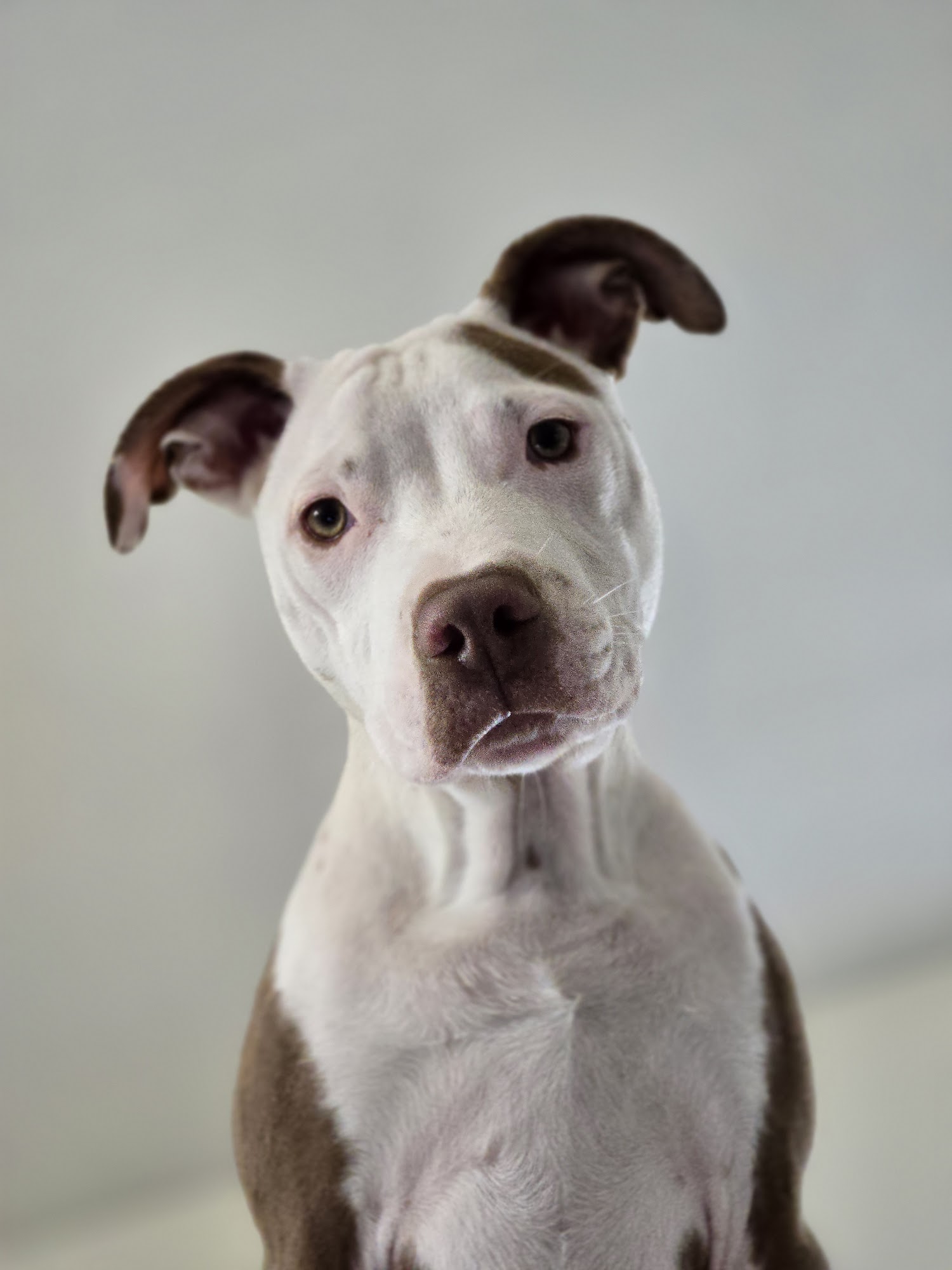 Paws 'N Effect Canine Training Center Hamden