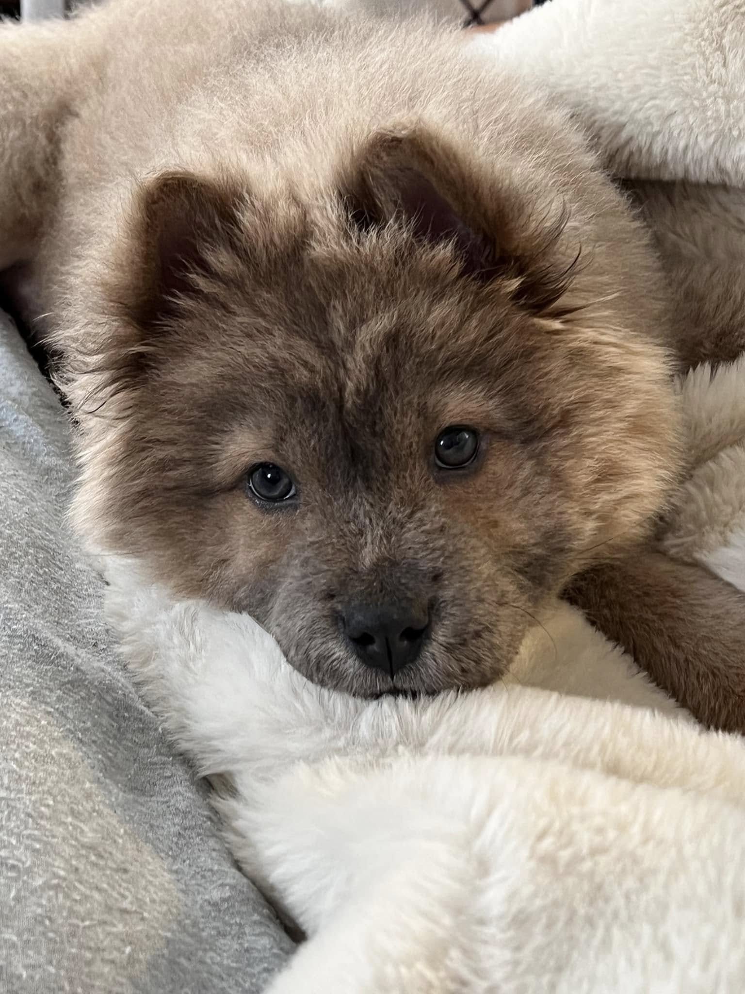 Hot Diggity Dog Grooming Parlor Hamden