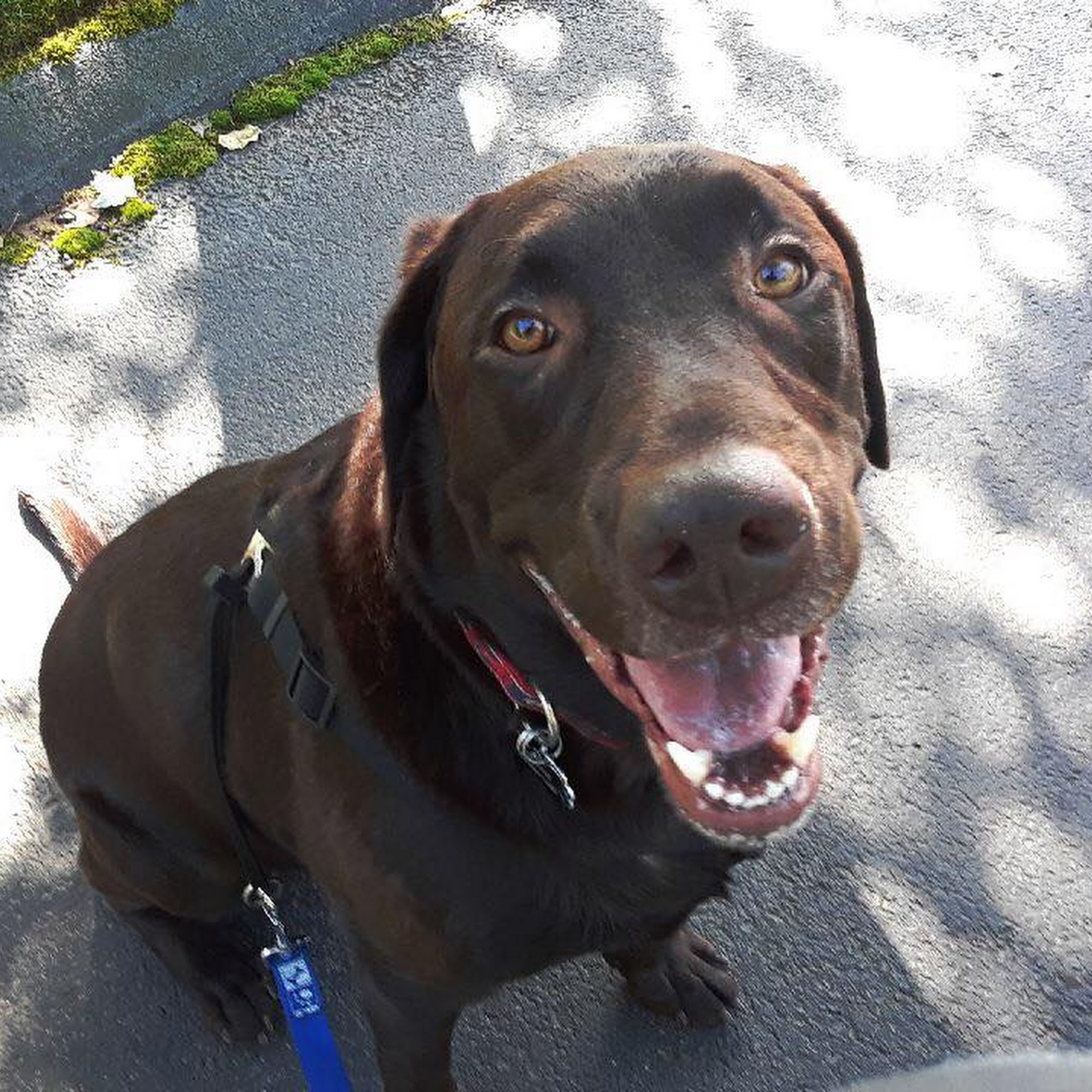 You Lucky Dog Hamden