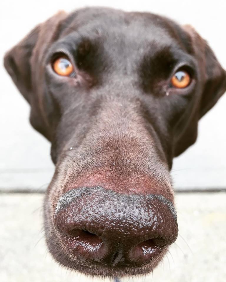 You Lucky Dog Hamden