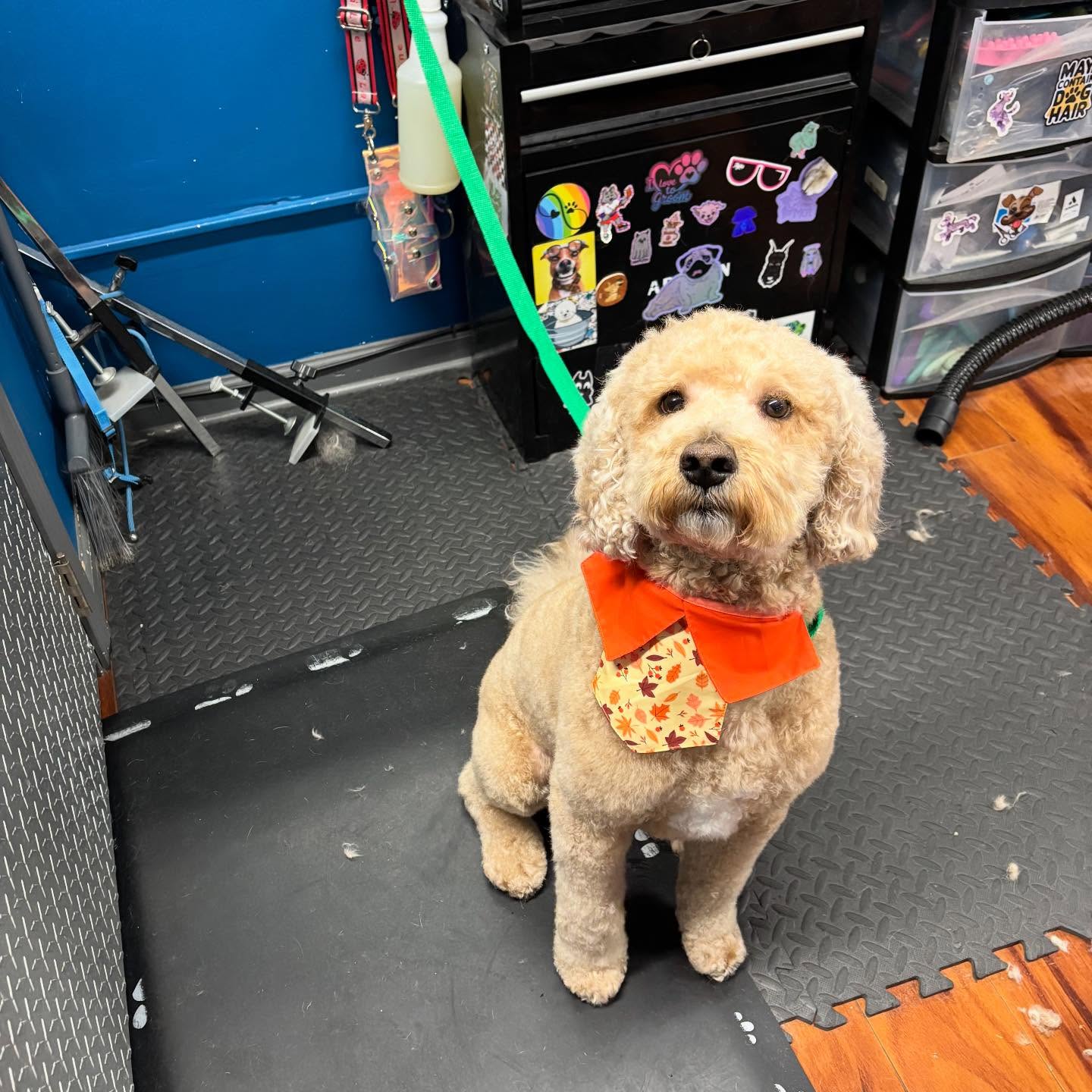 True Love Pet Care Hamden