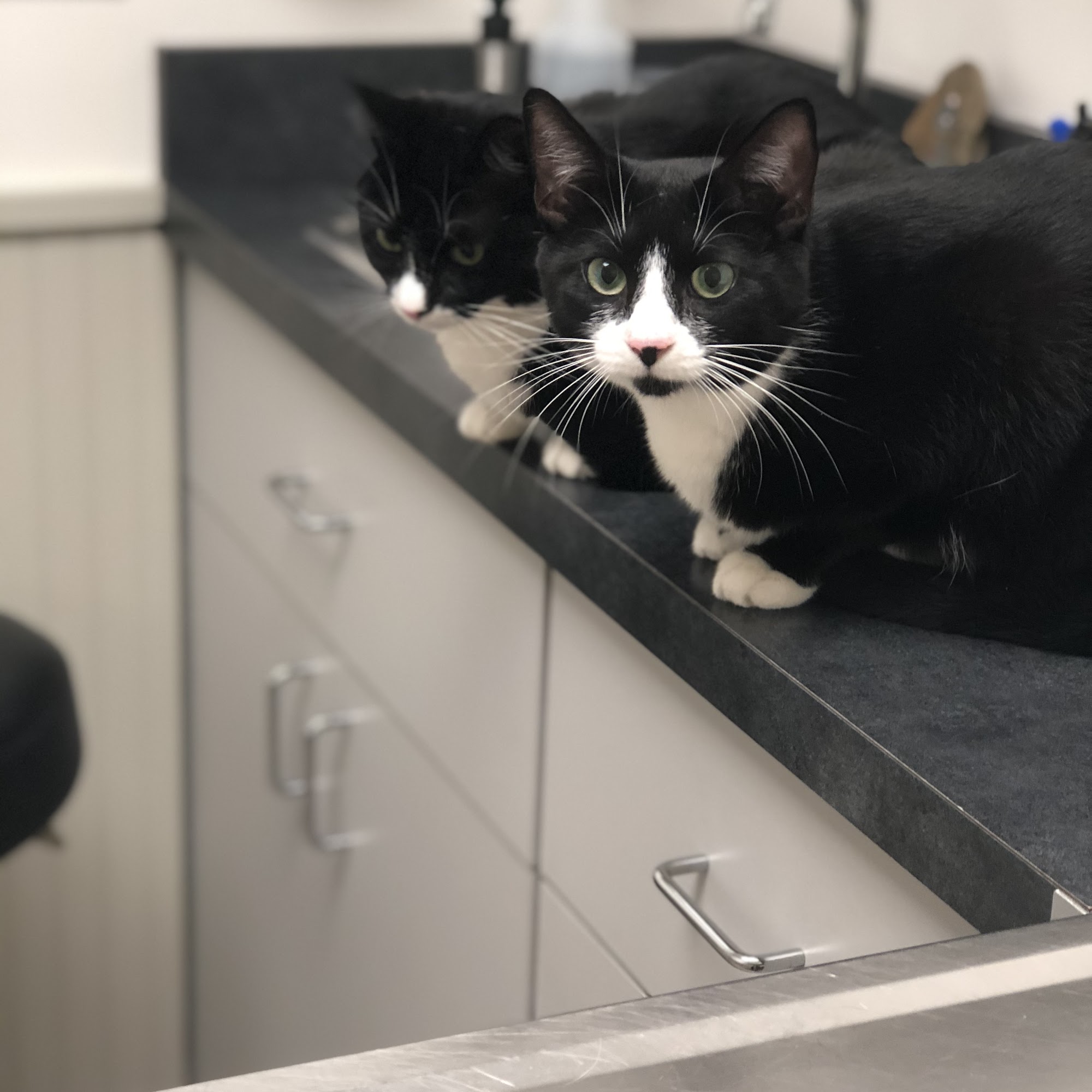 Litchfield Hills Veterinary Hospital Harwinton