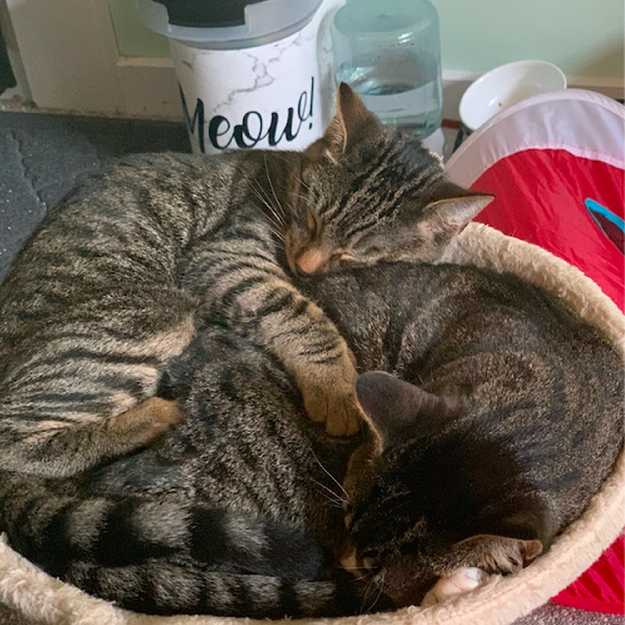 Kent Animal Clinic Kent