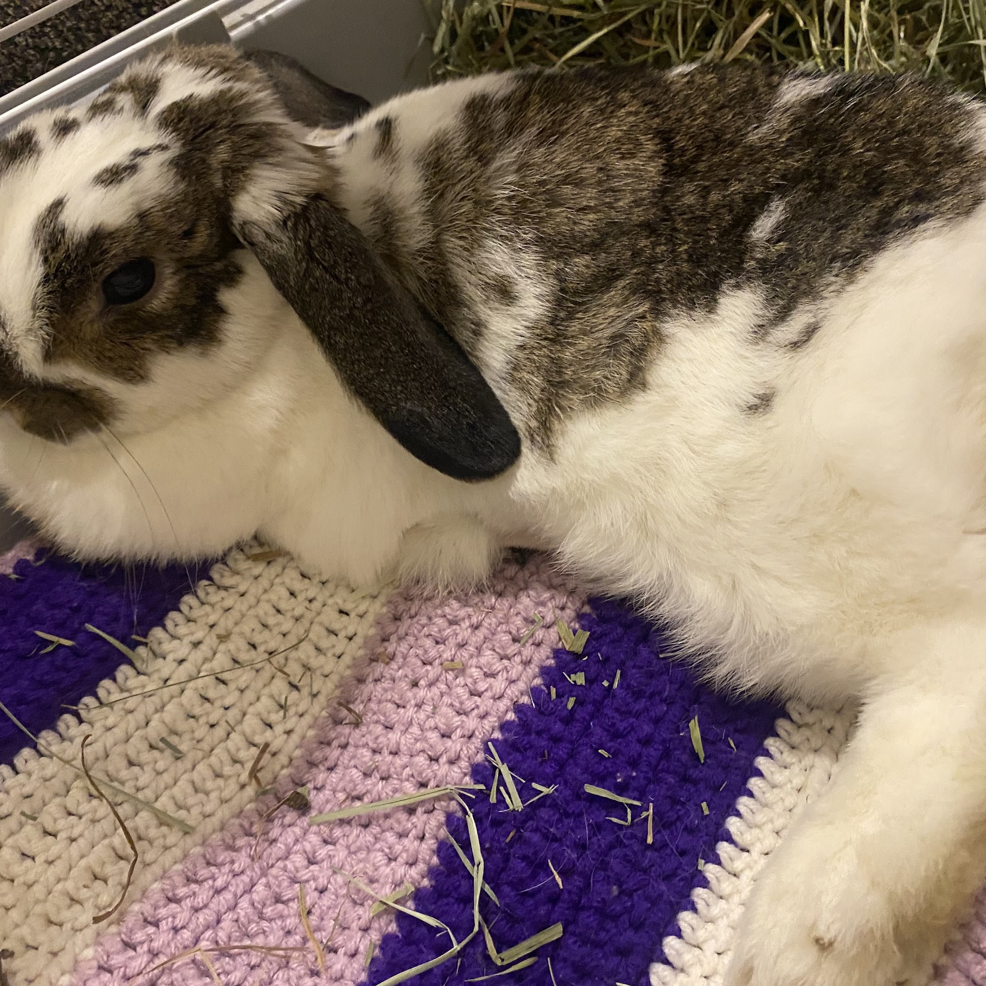 Meadow Hill Veterinary Shoppe Lebanon