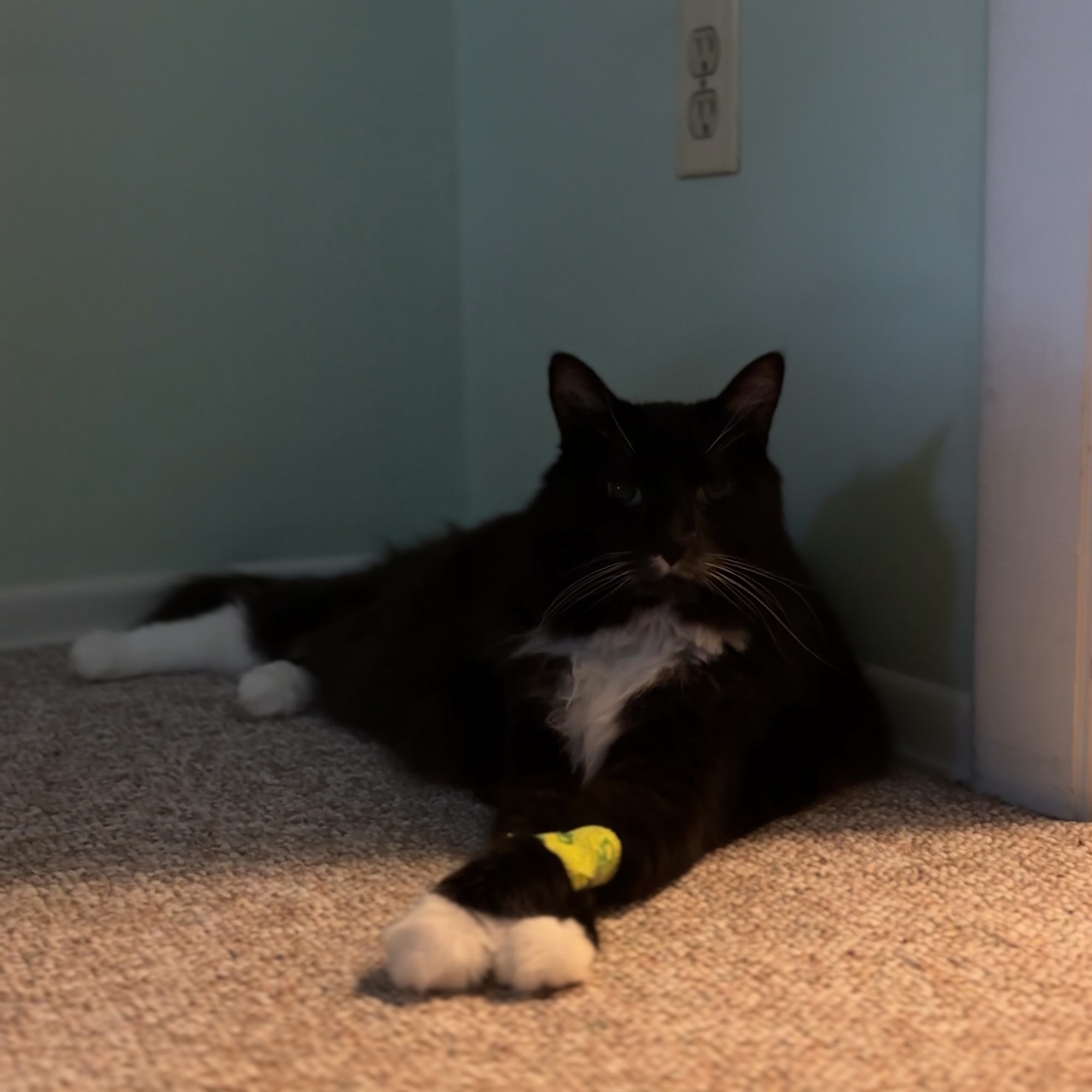 Groton Ledyard Veterinary Hospital Ledyard