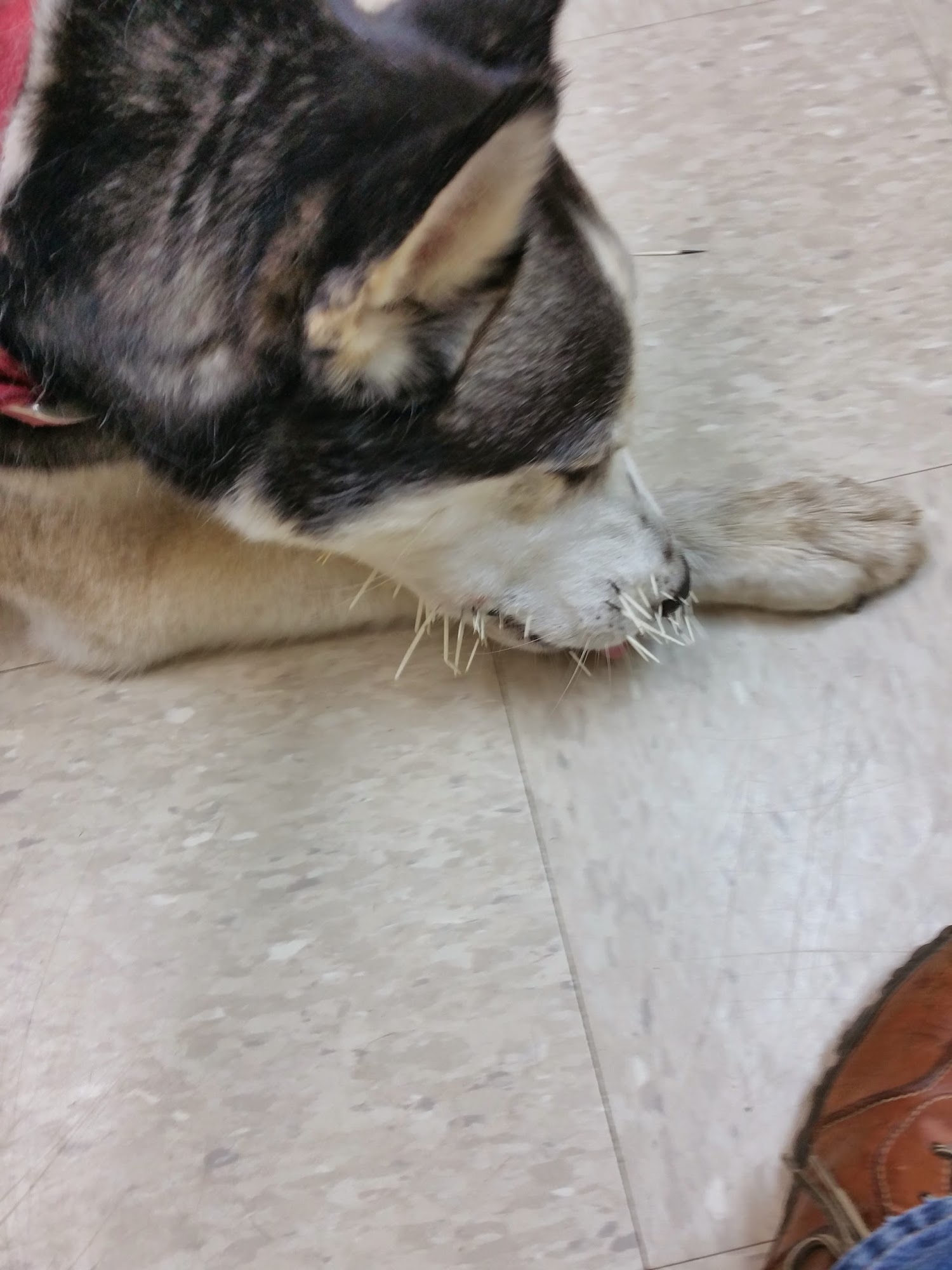 Northwest Corner Veterinary Hospital Litchfield