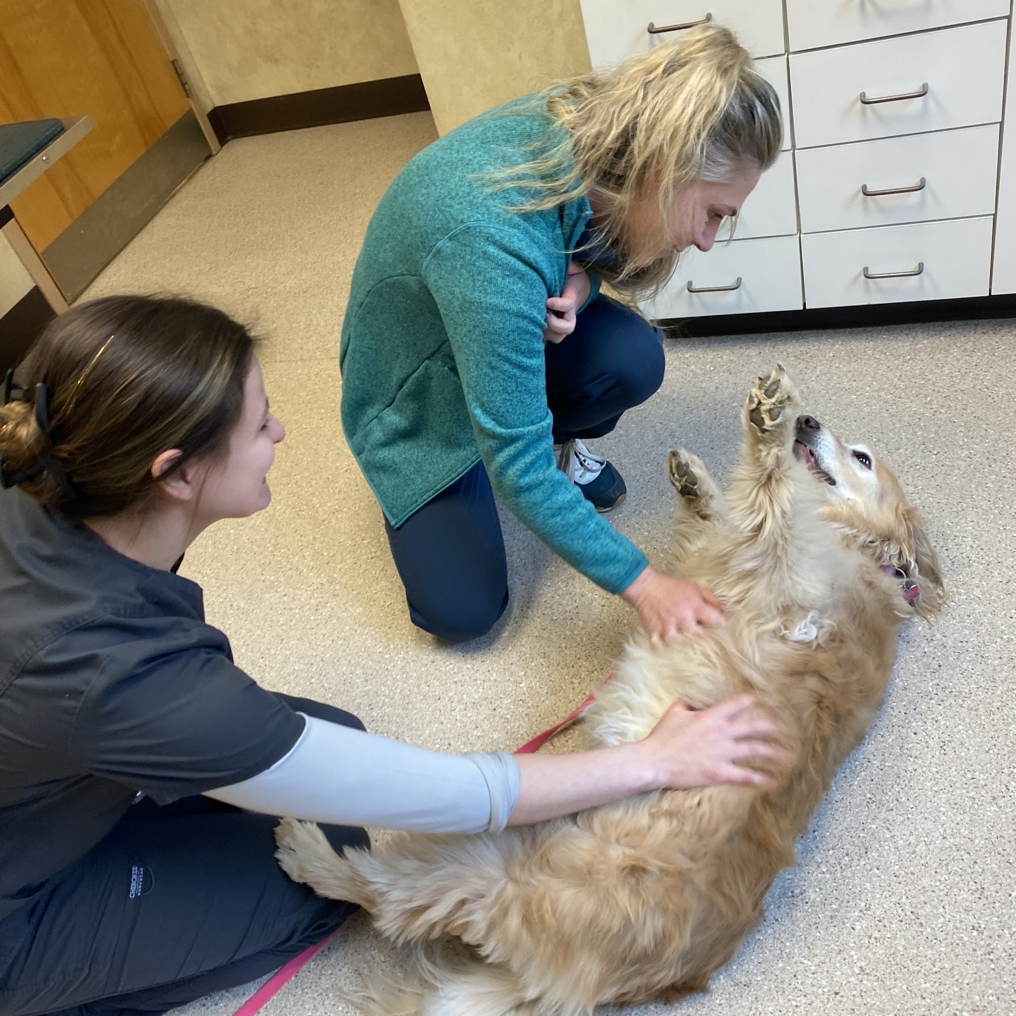 Litchfield Veterinary Hospital Litchfield