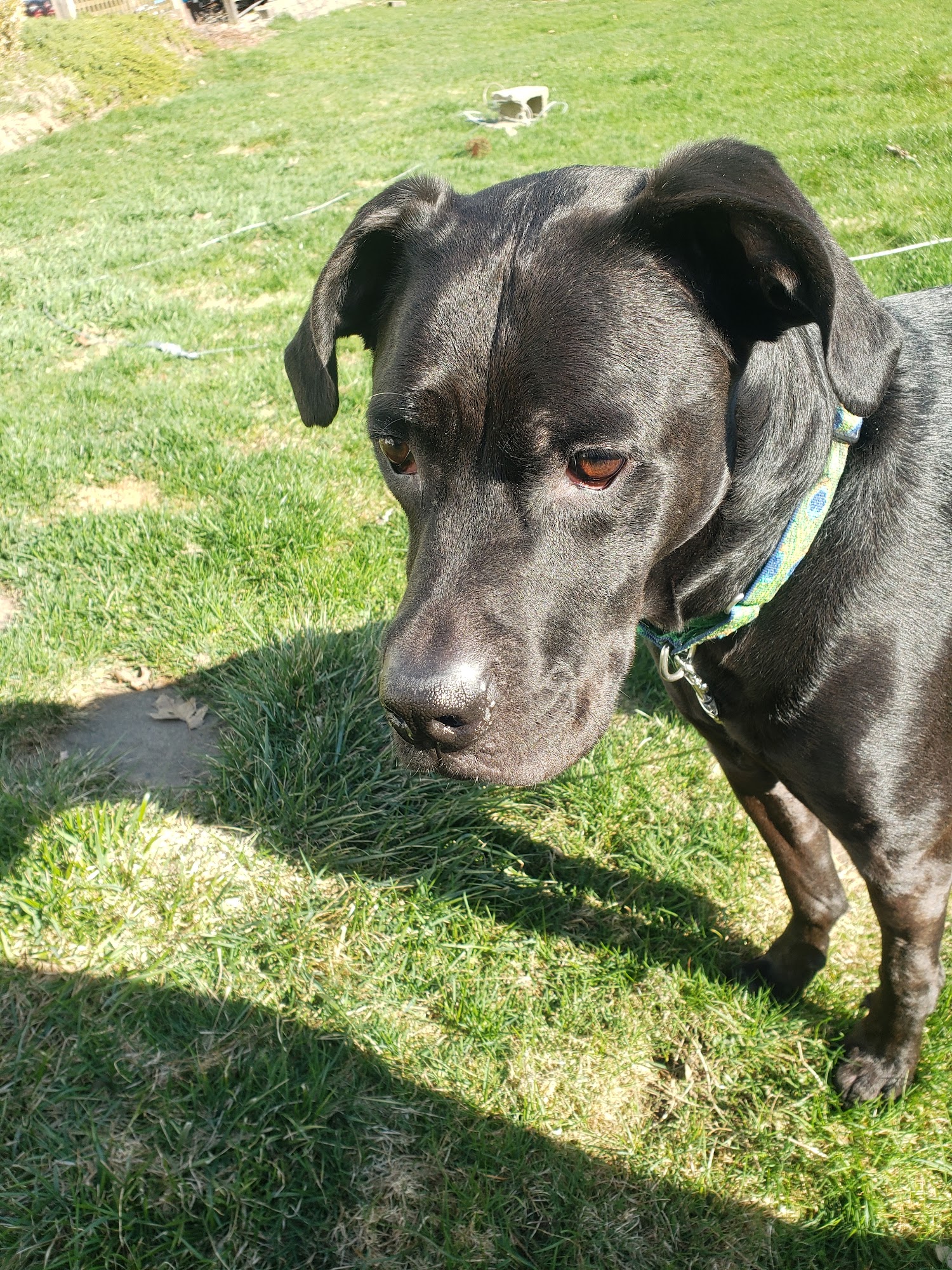 Bantam Lake Animal Hospital Litchfield