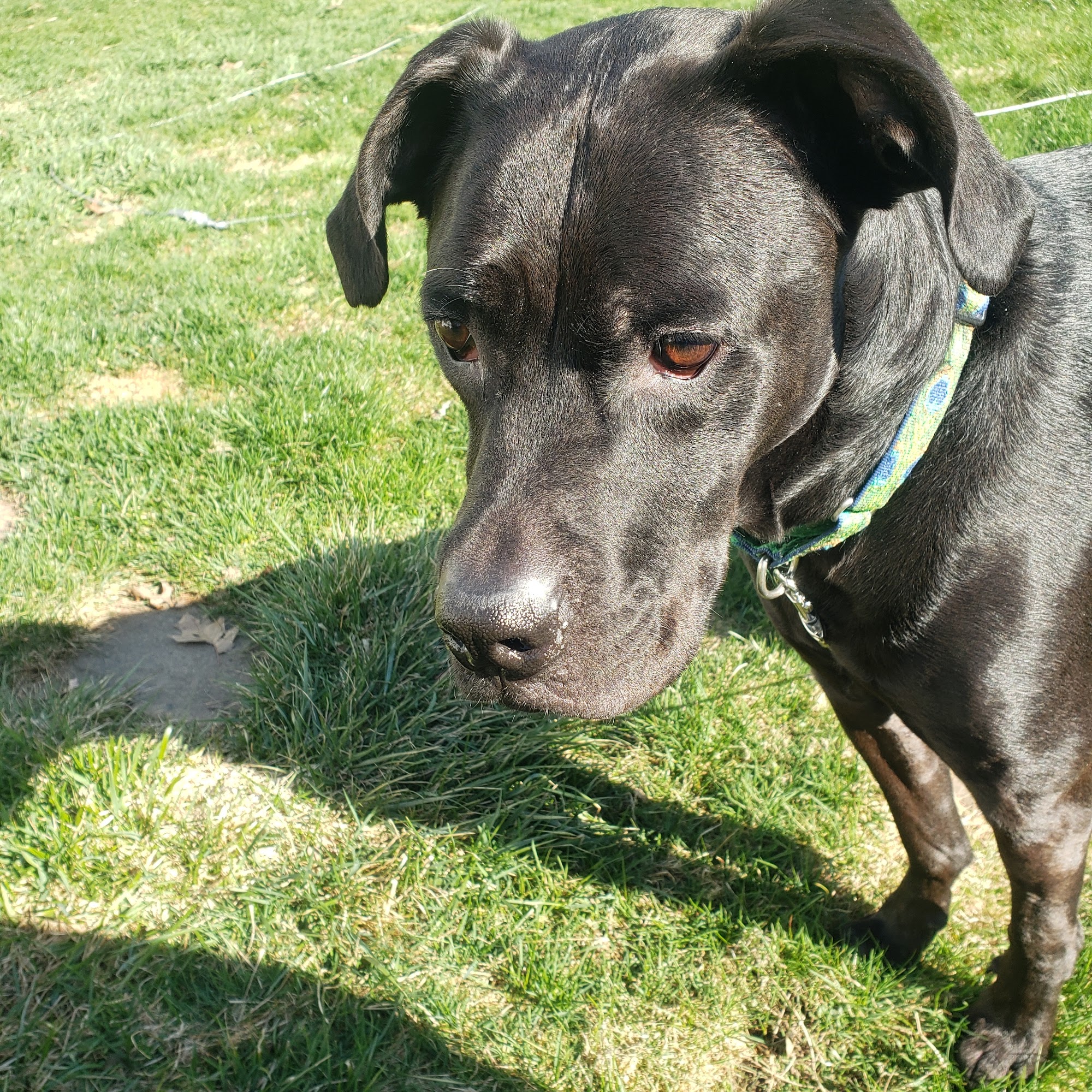 Bantam Lake Animal Hospital Litchfield