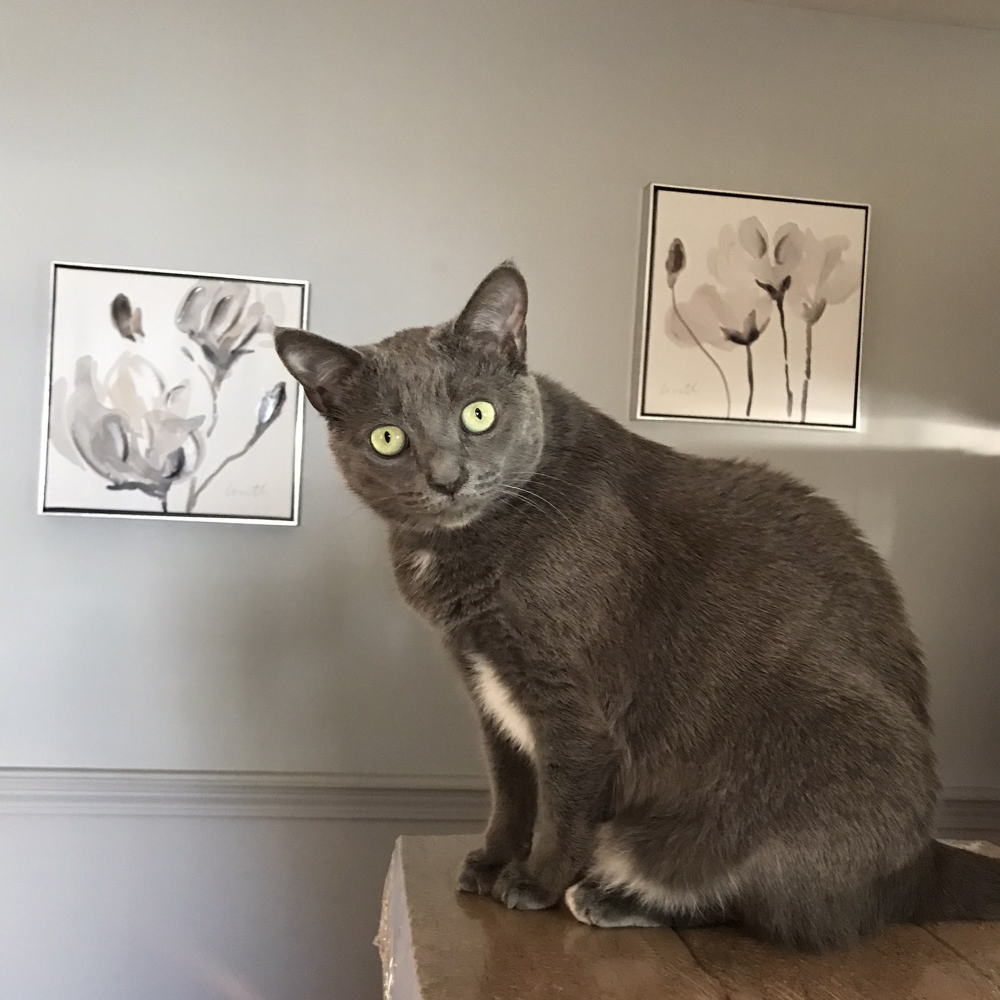 Litchfield Veterinary Hospital: Dr. Laura A Carey Litchfield