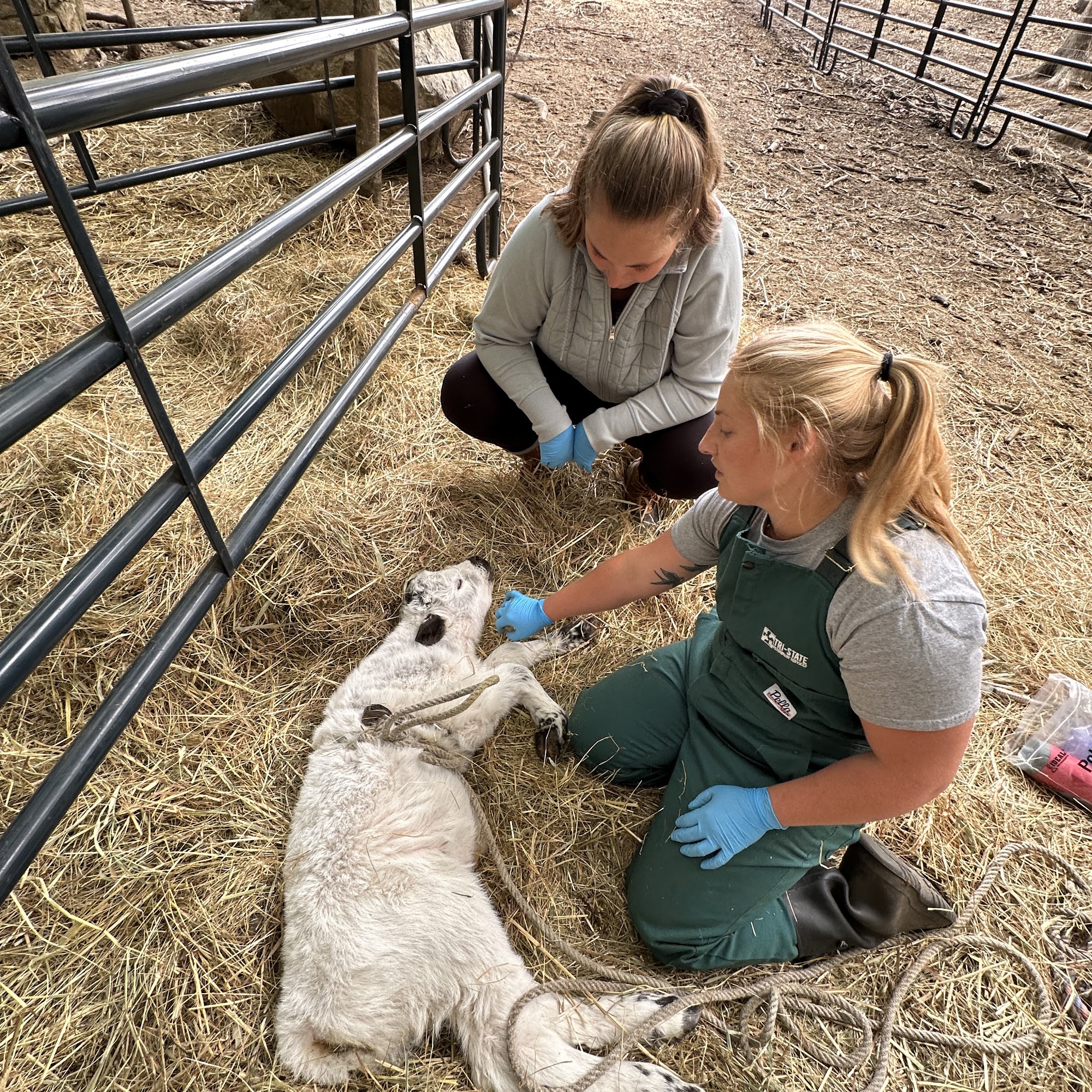 Tri-State Veterinary Services, LLC 499 Bantam Rd Unit D, Litchfield Connecticut 06759