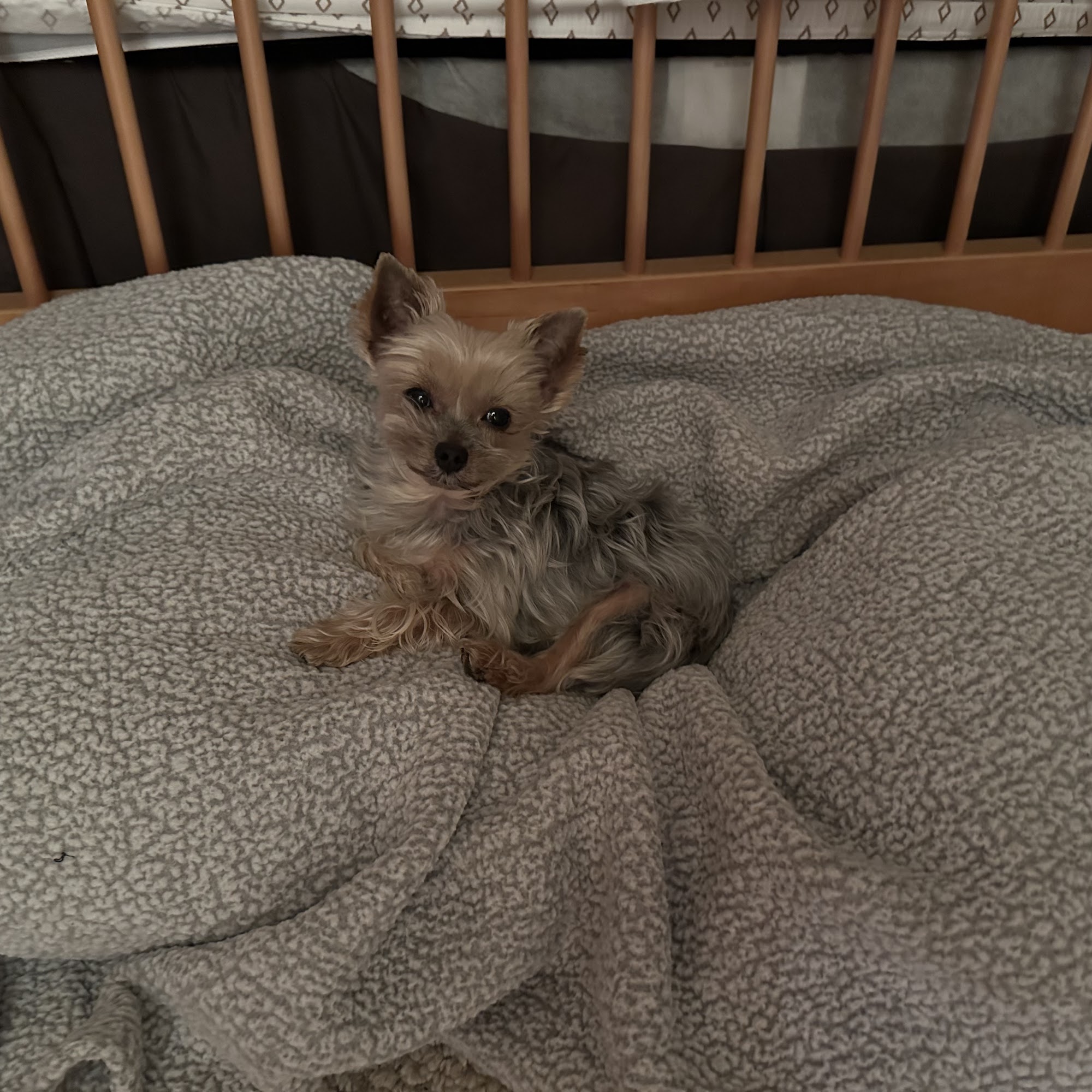 Madison Veterinary Hospital Madison