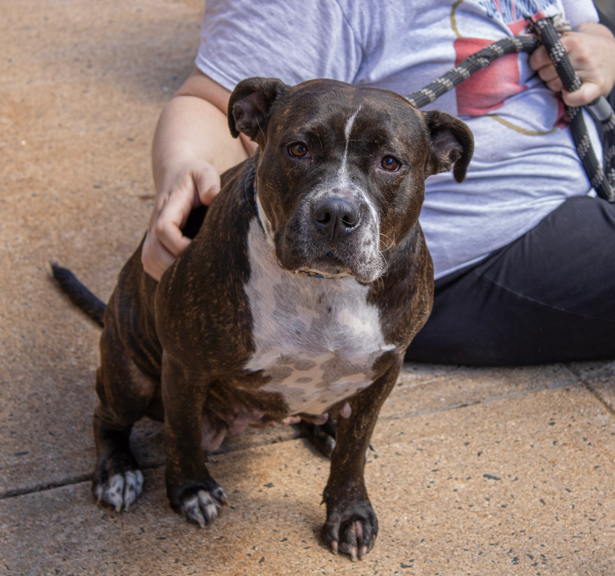 SAVE ALL DOGS RESCUE 501C3 non profit Manchester