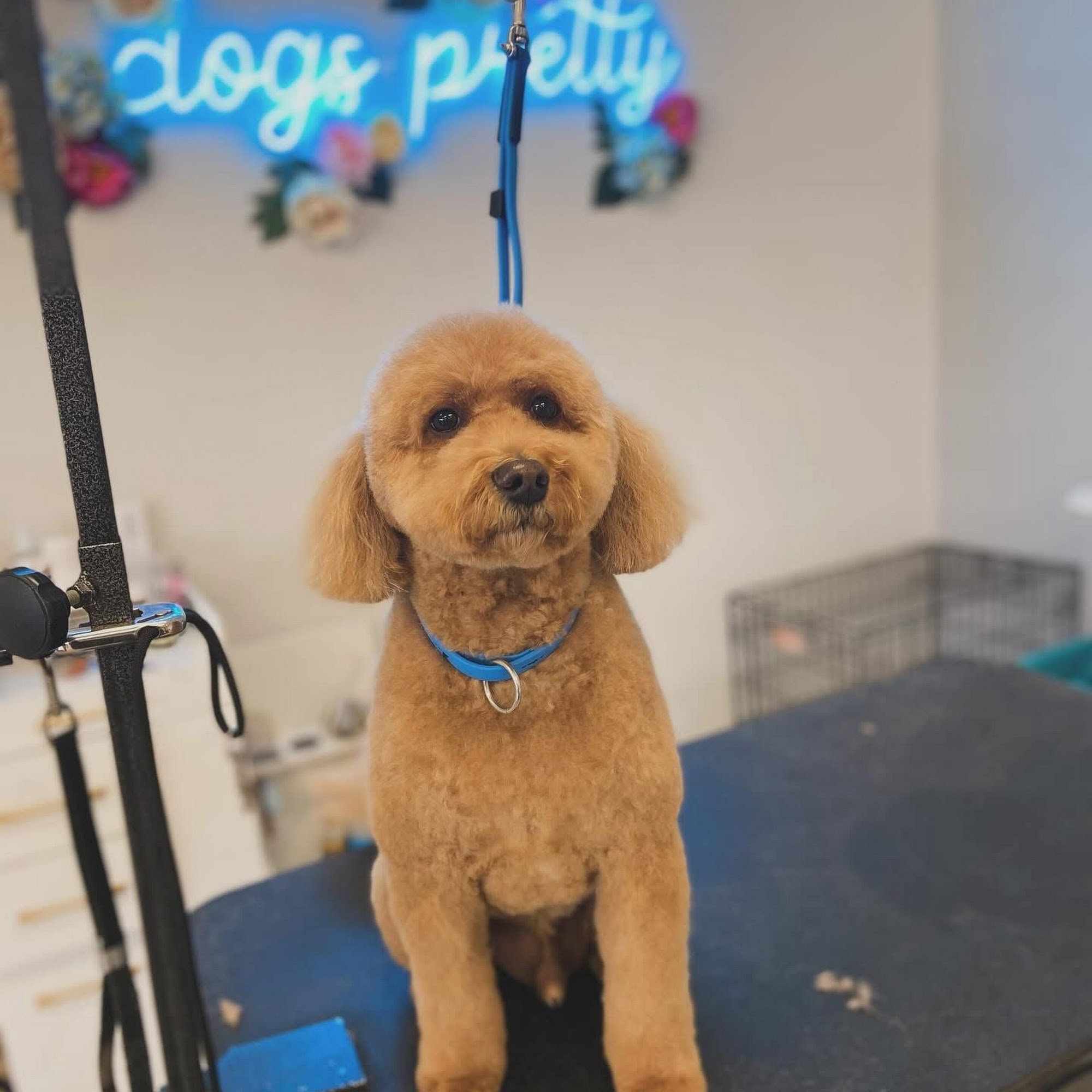 Doggie Style Salon Manchester