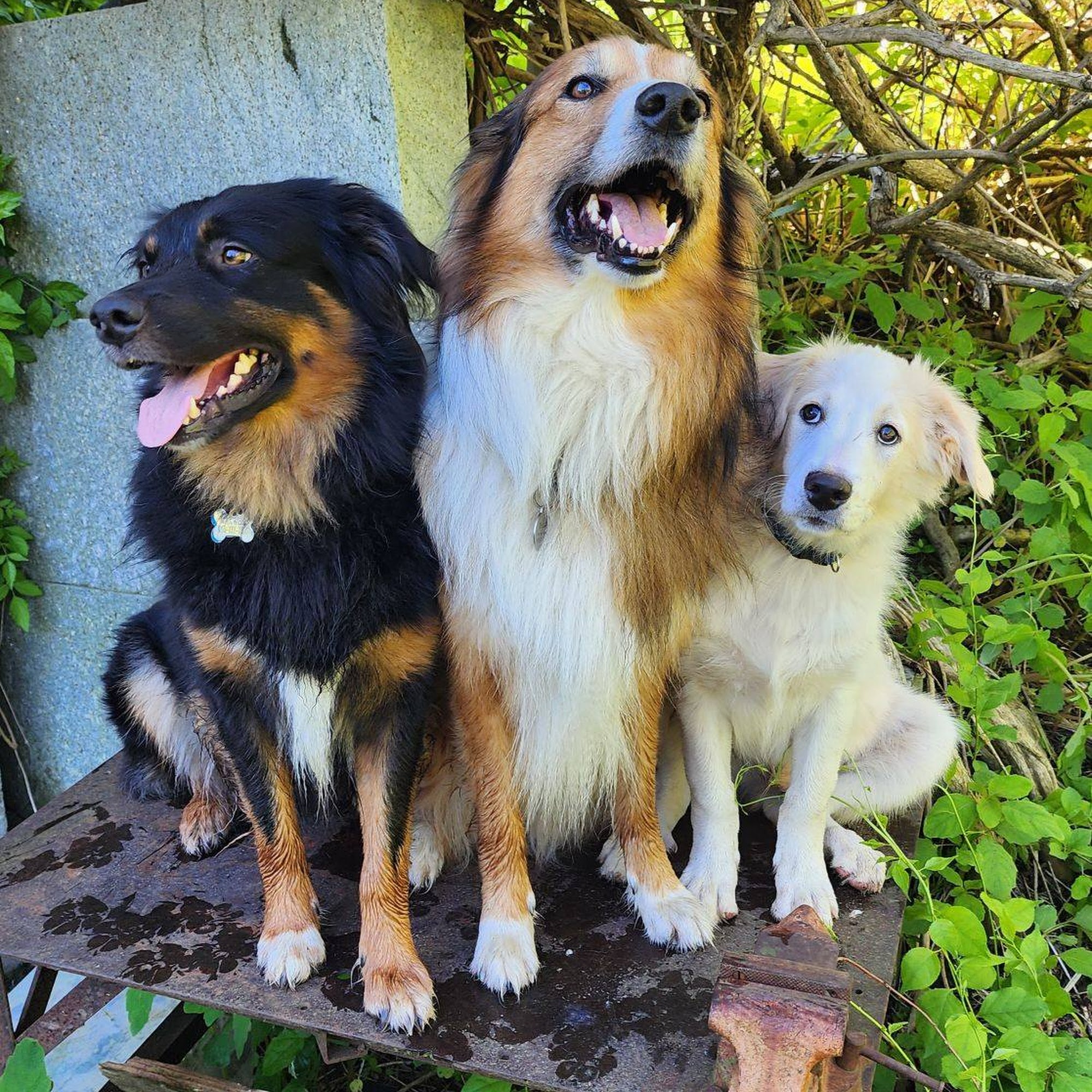 Kirby Veterinary Hospital Mansfield