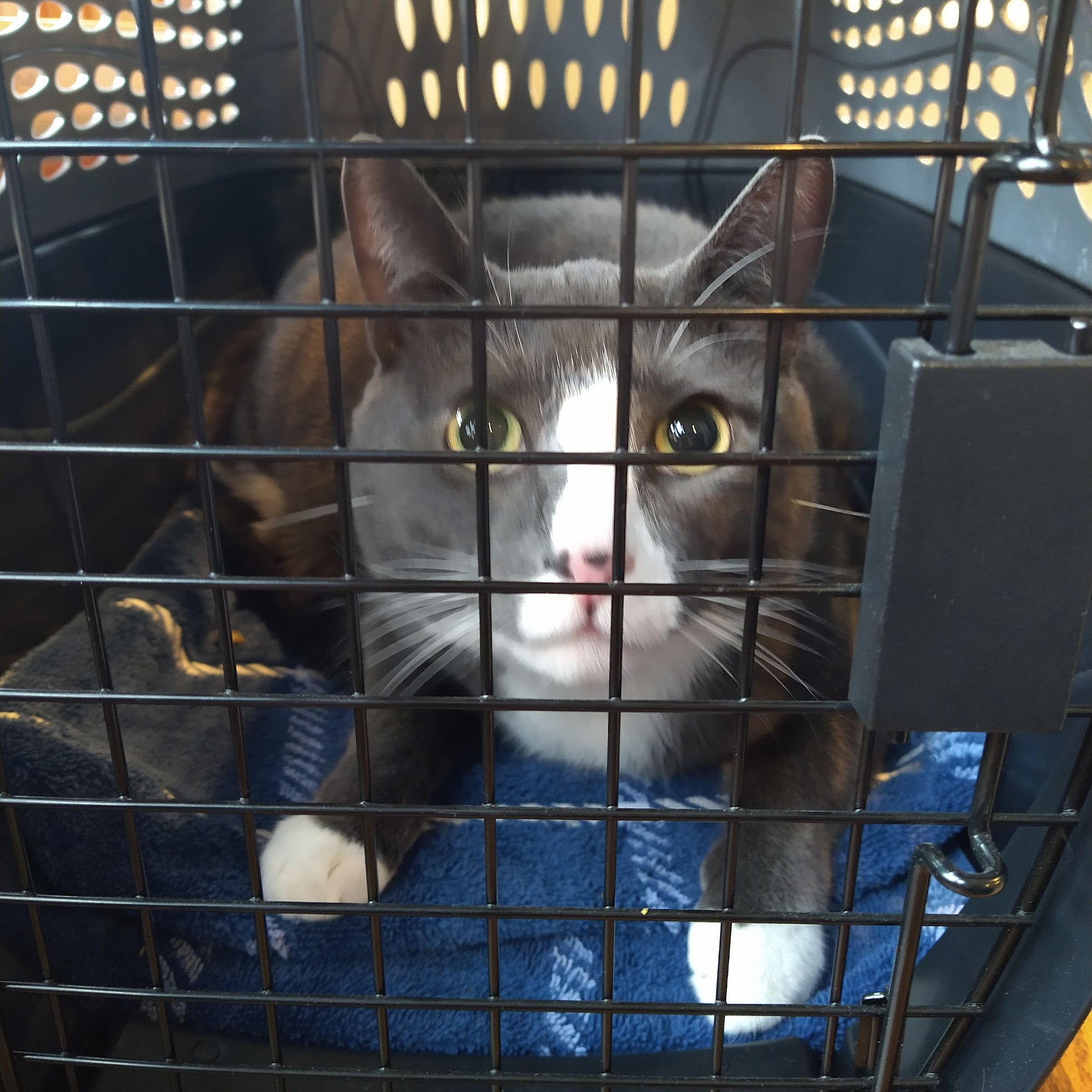 East Side Veterinary Clinic Meriden