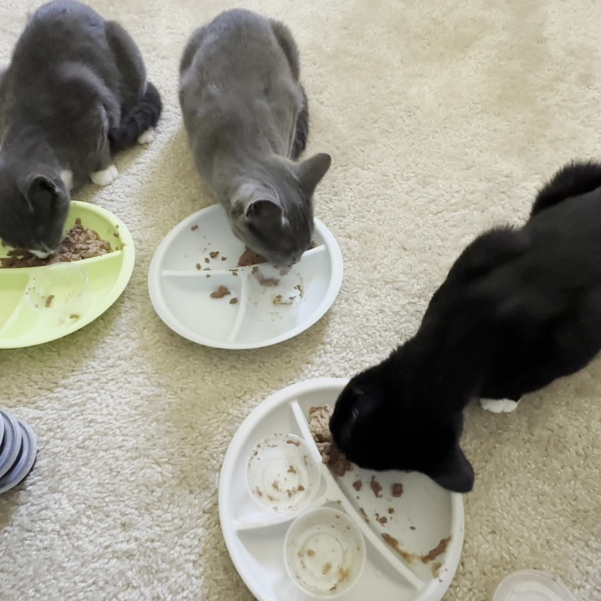 Meriden Animal Hospital Meriden