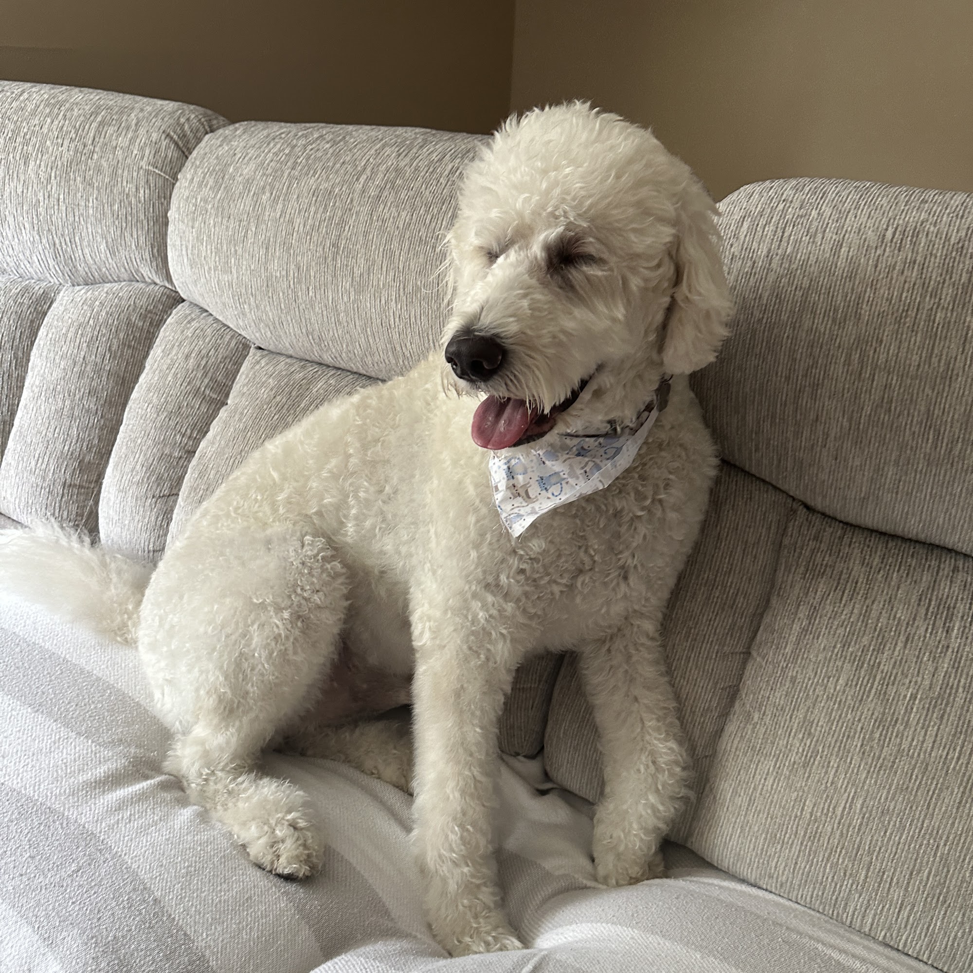 Pet Pals Grooming Salon Meriden