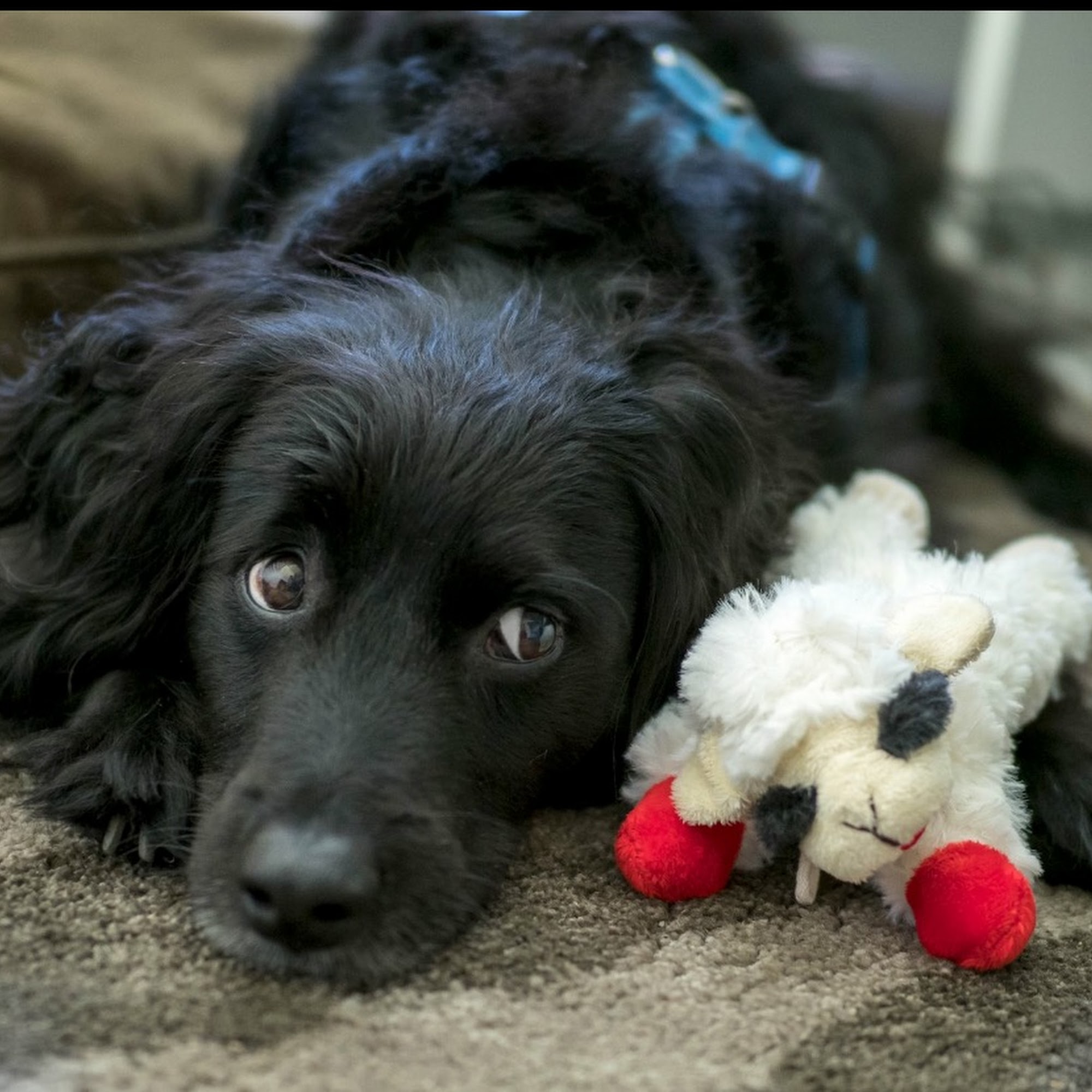 Middlebury Animal Hospital Associates, LLC Middlebury