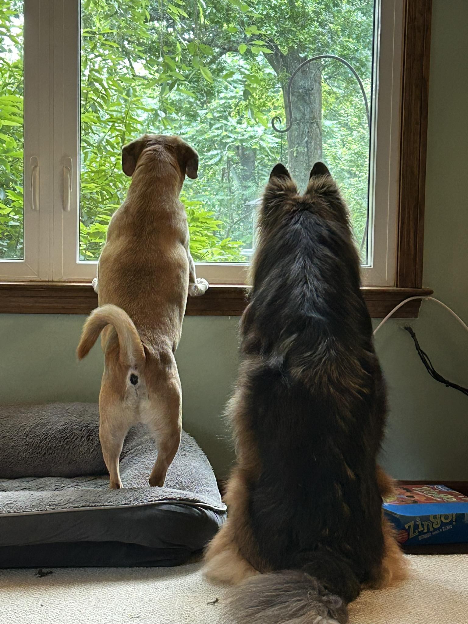 Sunset Ridge Kennels Middlefield
