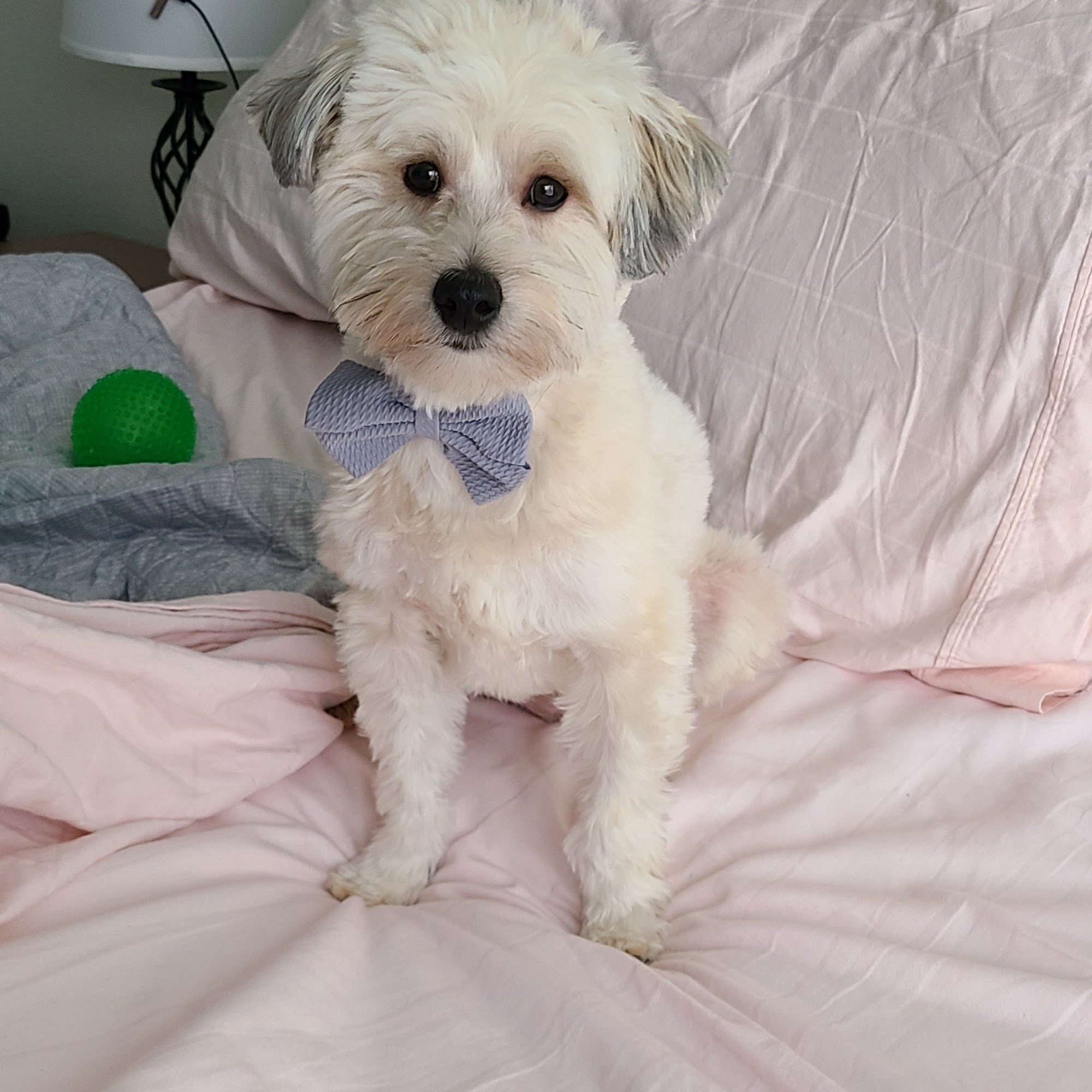 Pieper Veterinary Berlin Street Middletown