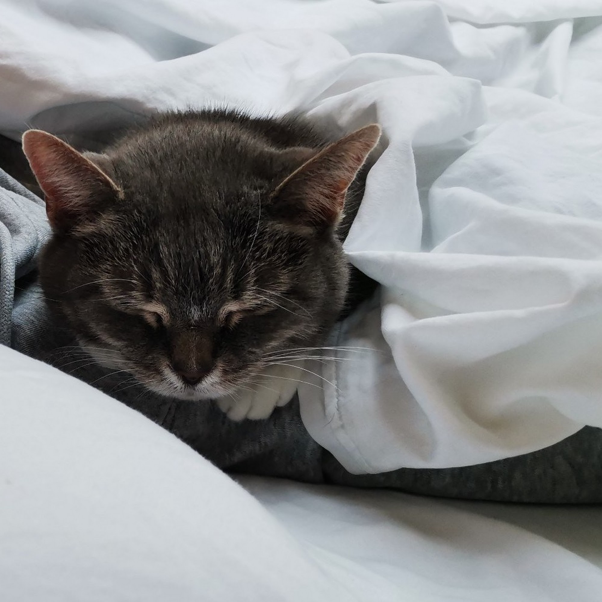 Pieper Veterinary Emergency & Specialty Middletown