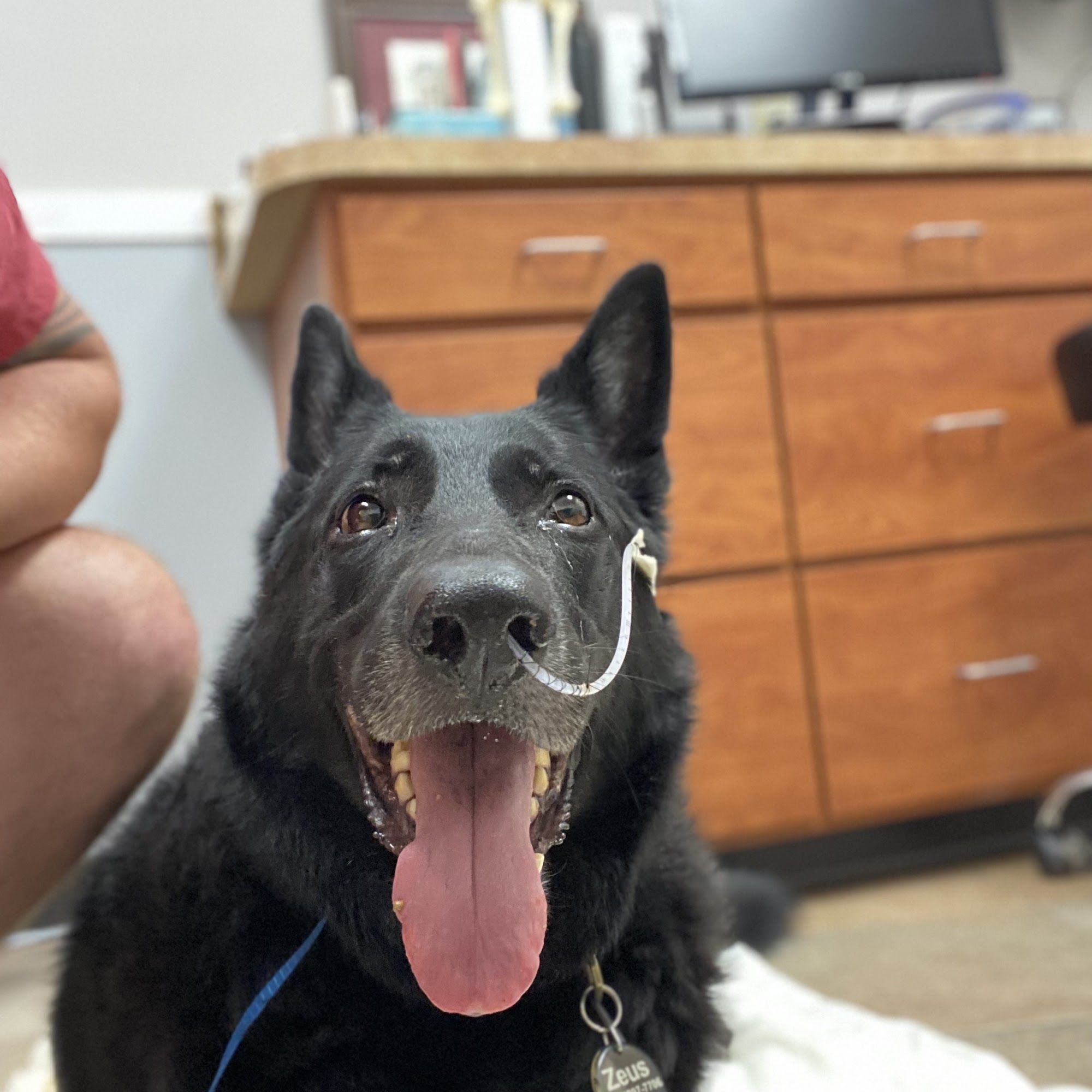 Pieper-Olson Veterinary Hospital Middletown