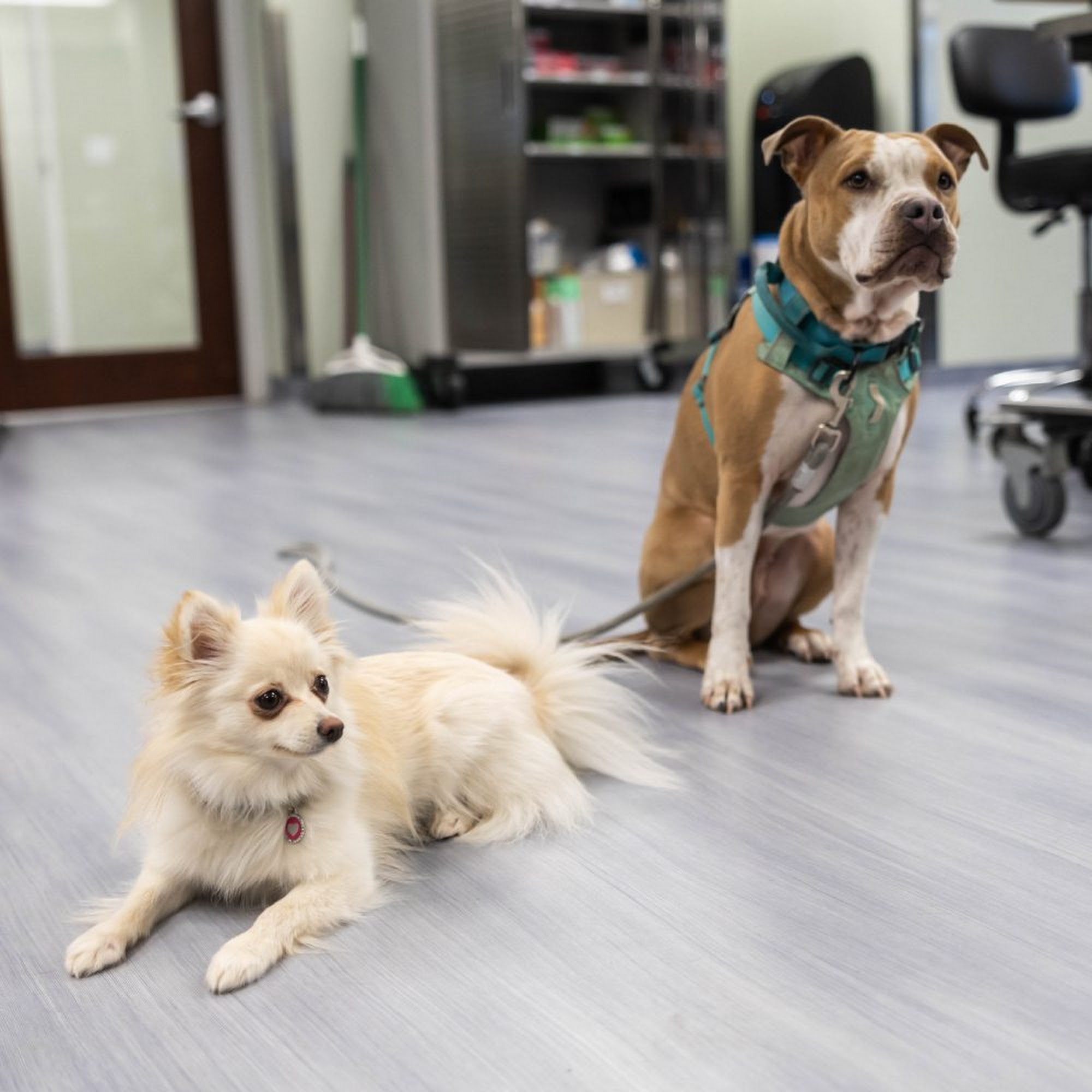 Animal Clinic of Milford Milford