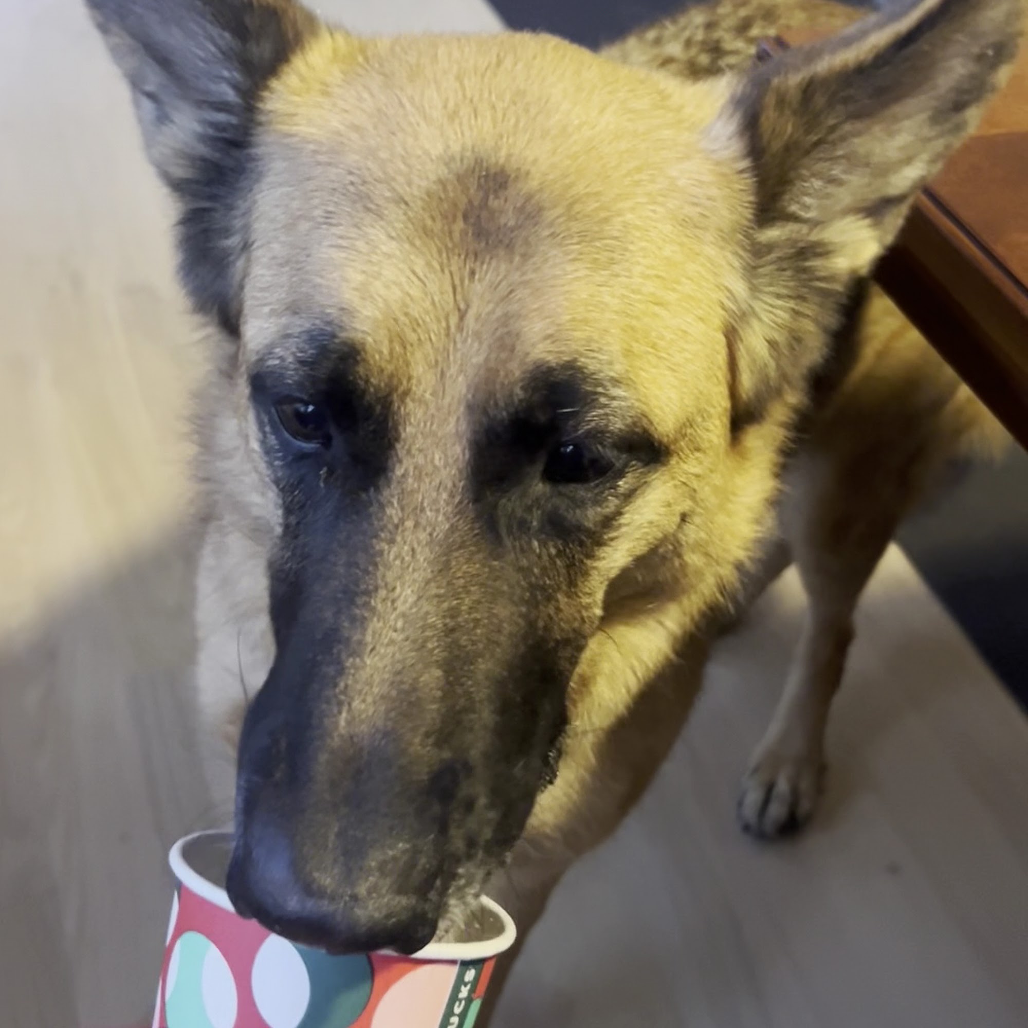 Milford Animal Hospital Milford