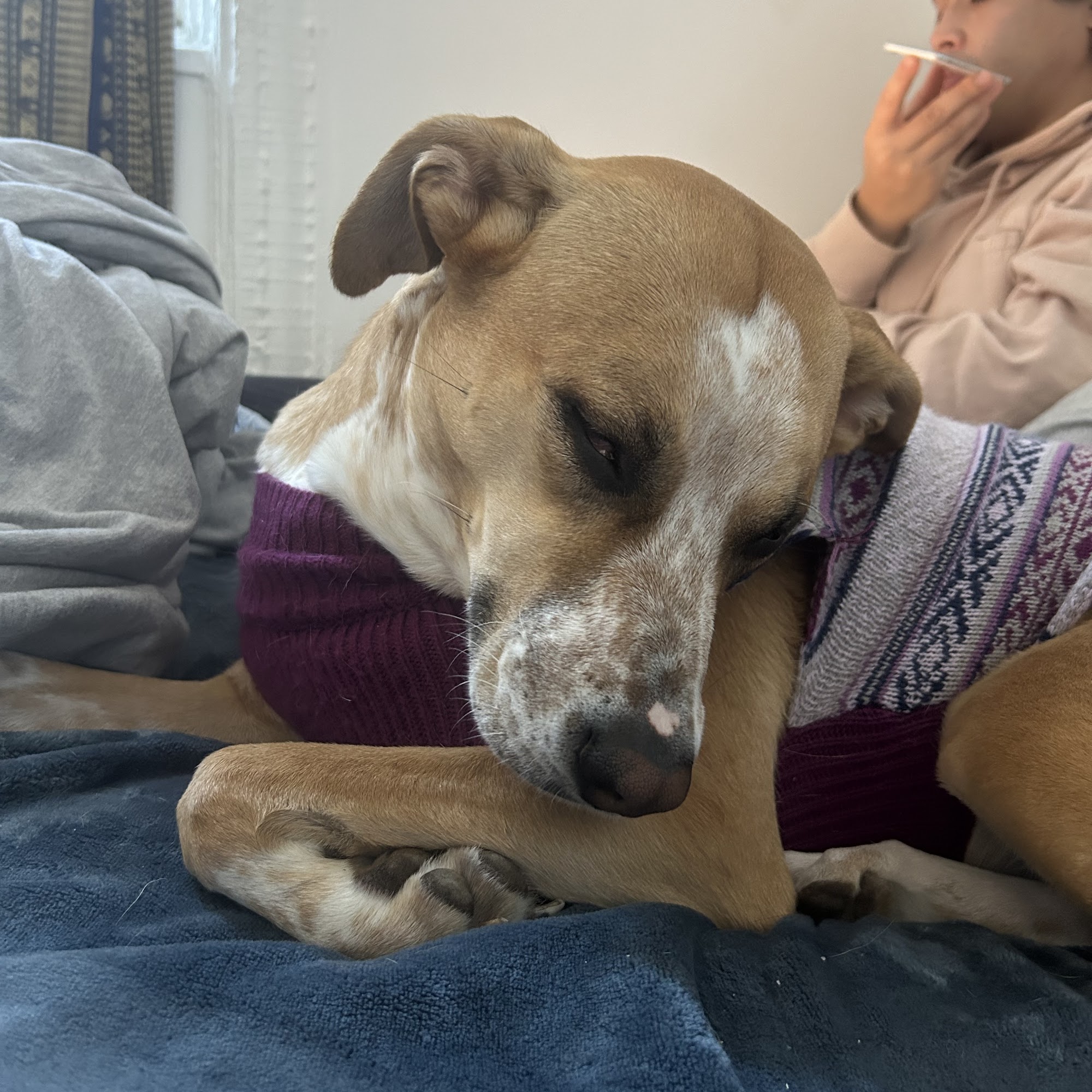 Milford Veterinary Services Milford